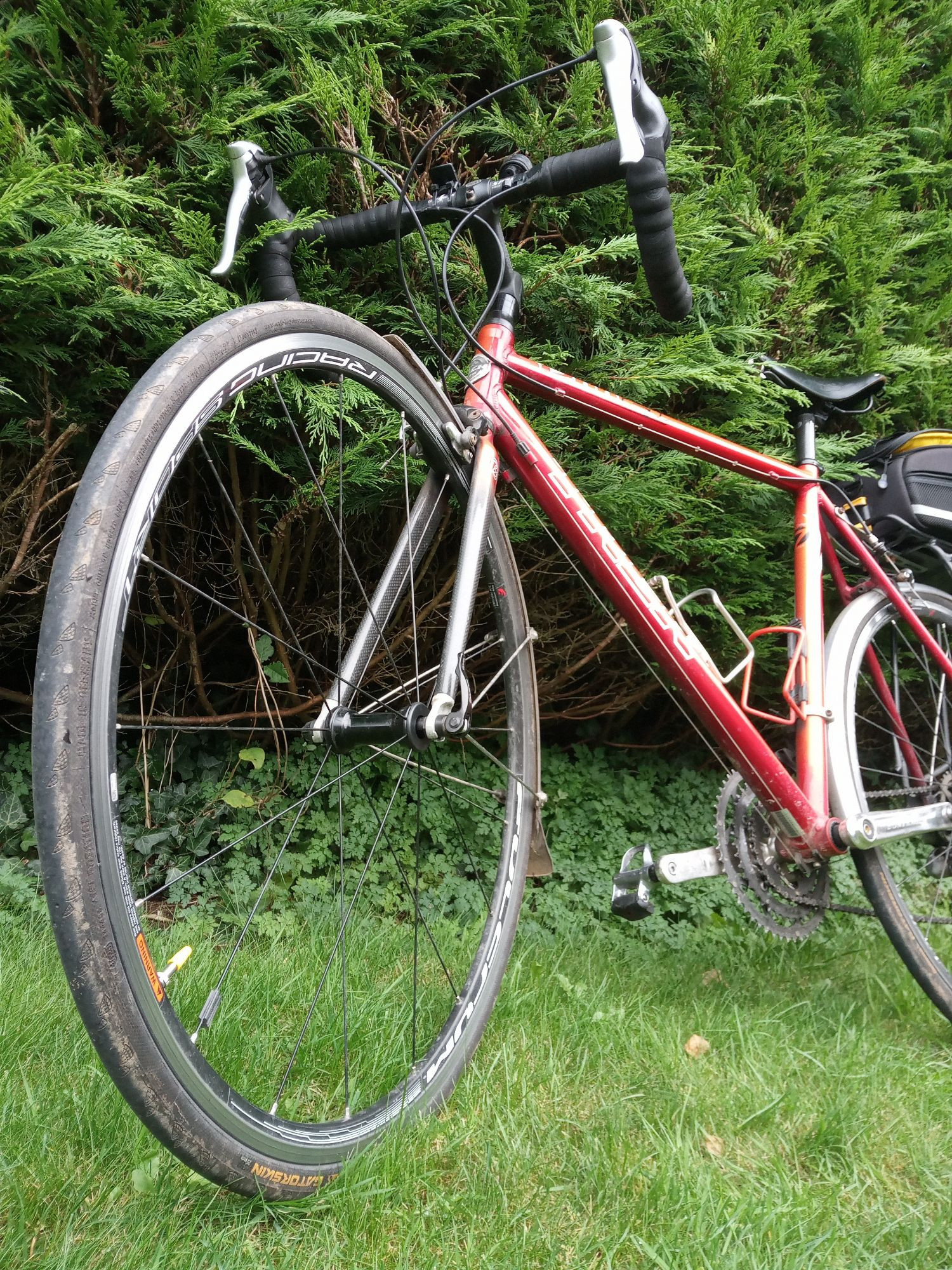 Silly, low angle shot of old skool push bike leaning against an evergreen hedge.