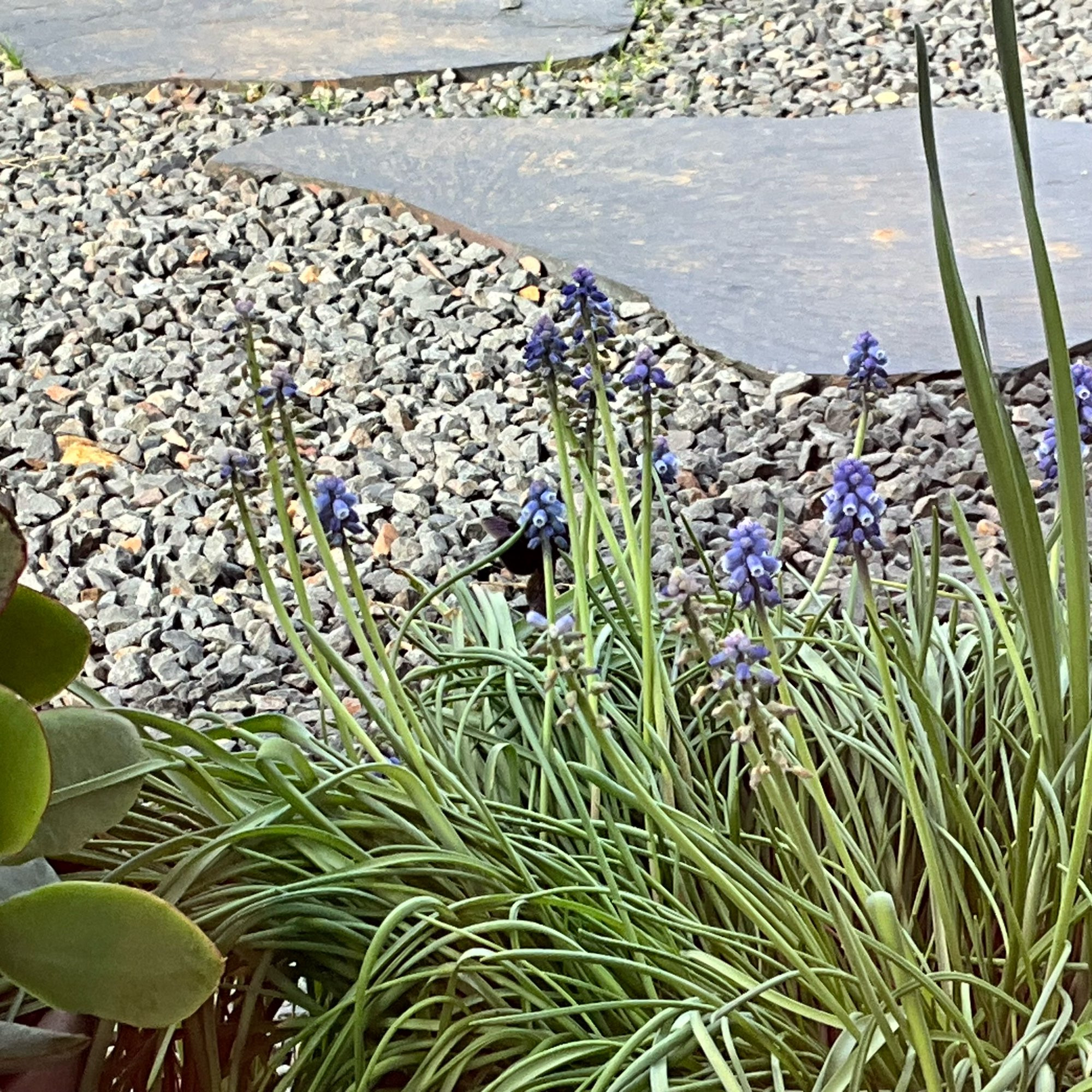 La première abeille charpentière de l’année vient butiner les petites fleurs bleues de muscari.