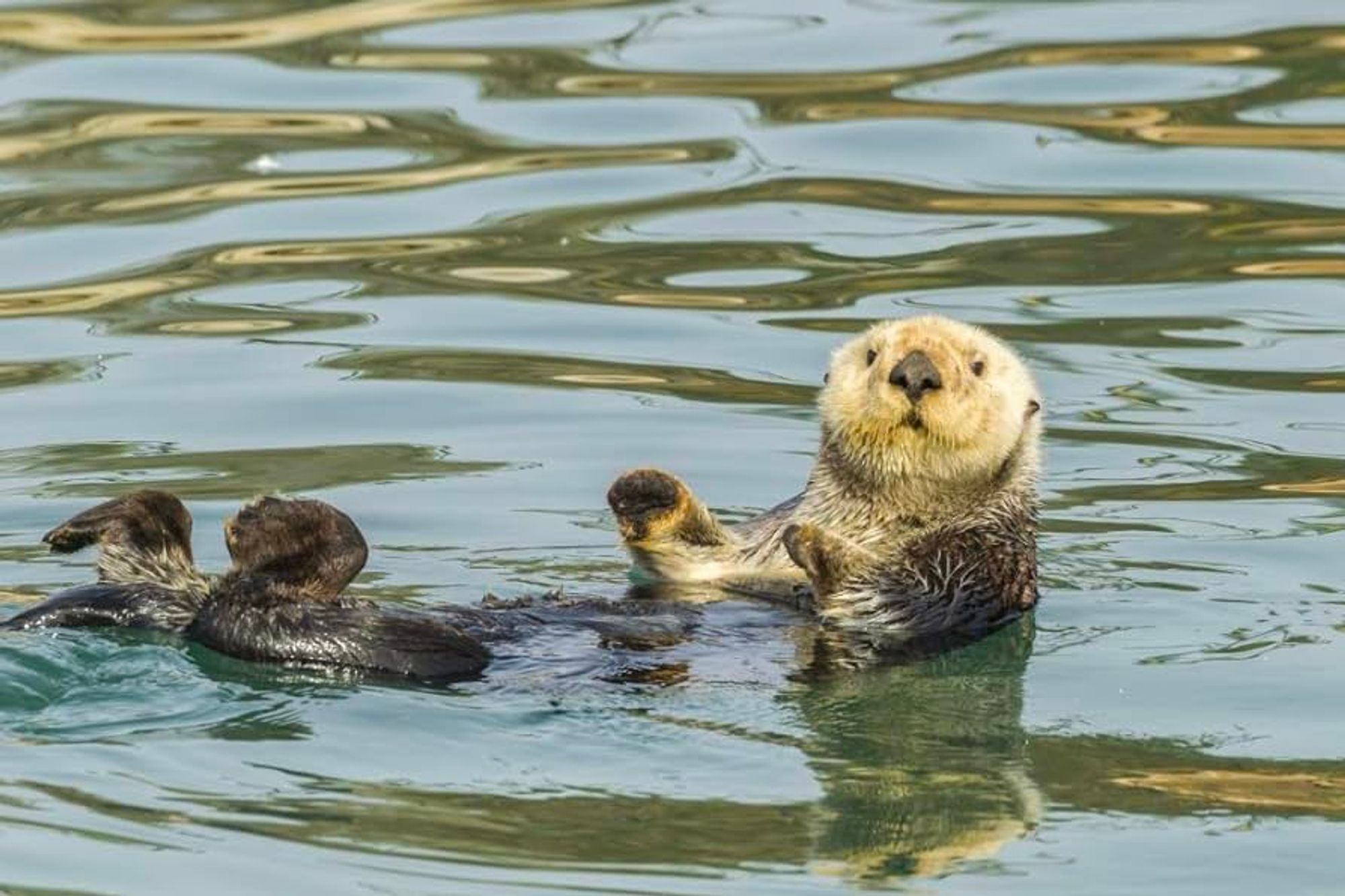 An otter laying in a river waving