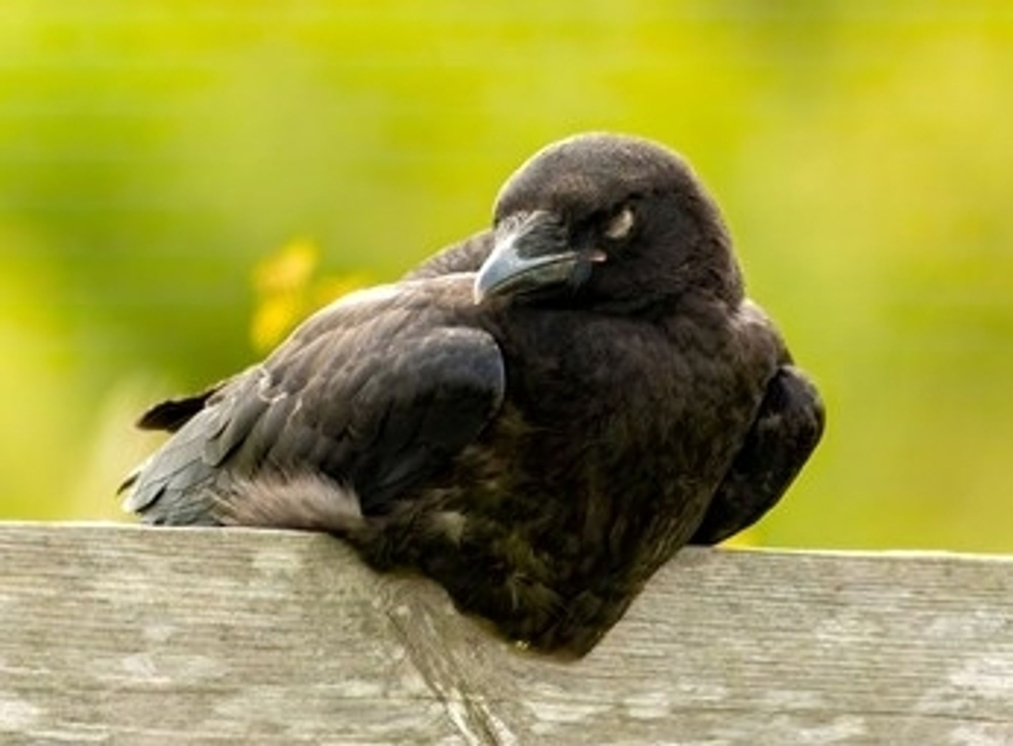 A baby crow asleep on a fence slat