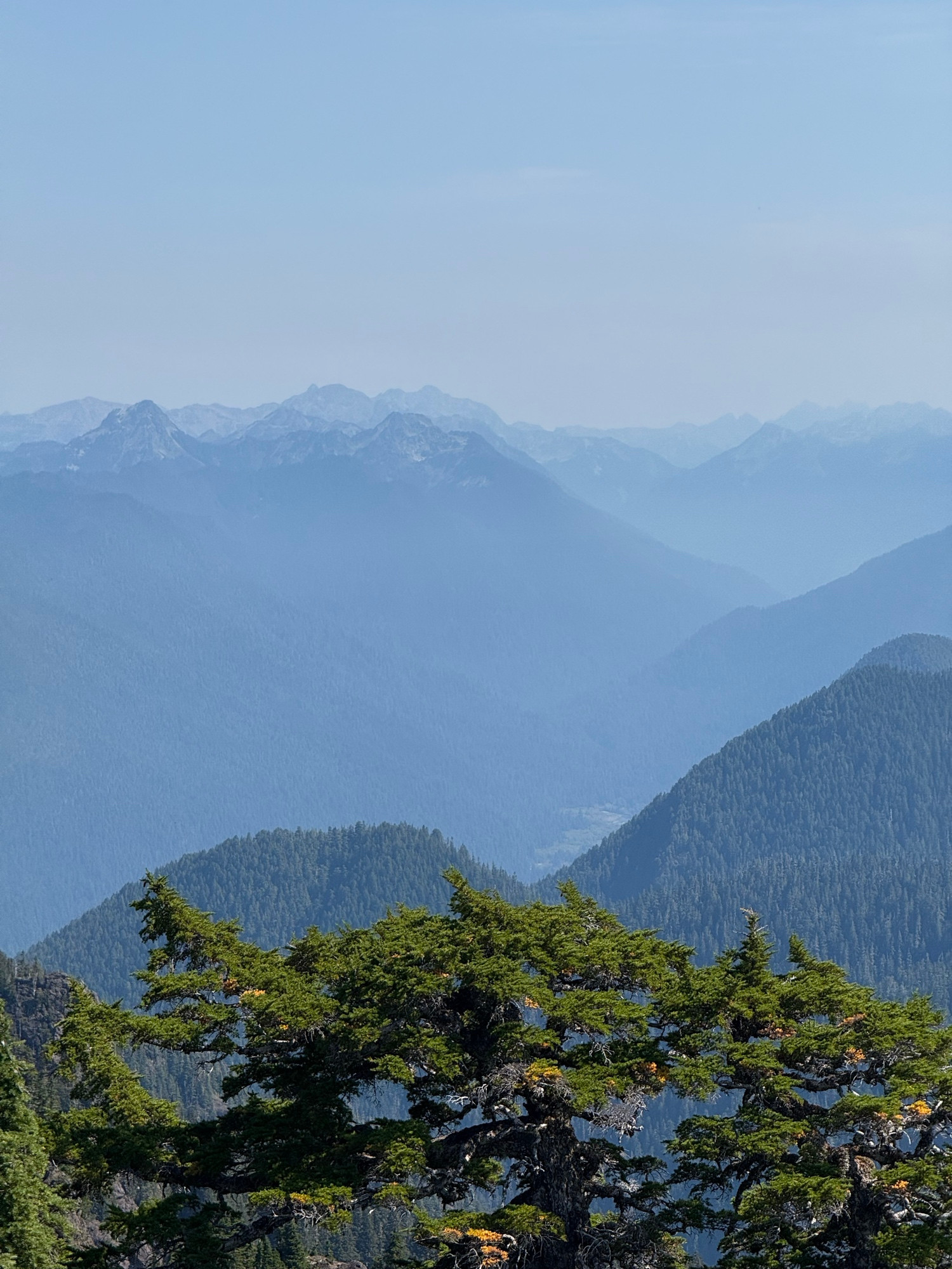 View over an alpine tree, with layers upon layers of hazy mountain ridges beyond.