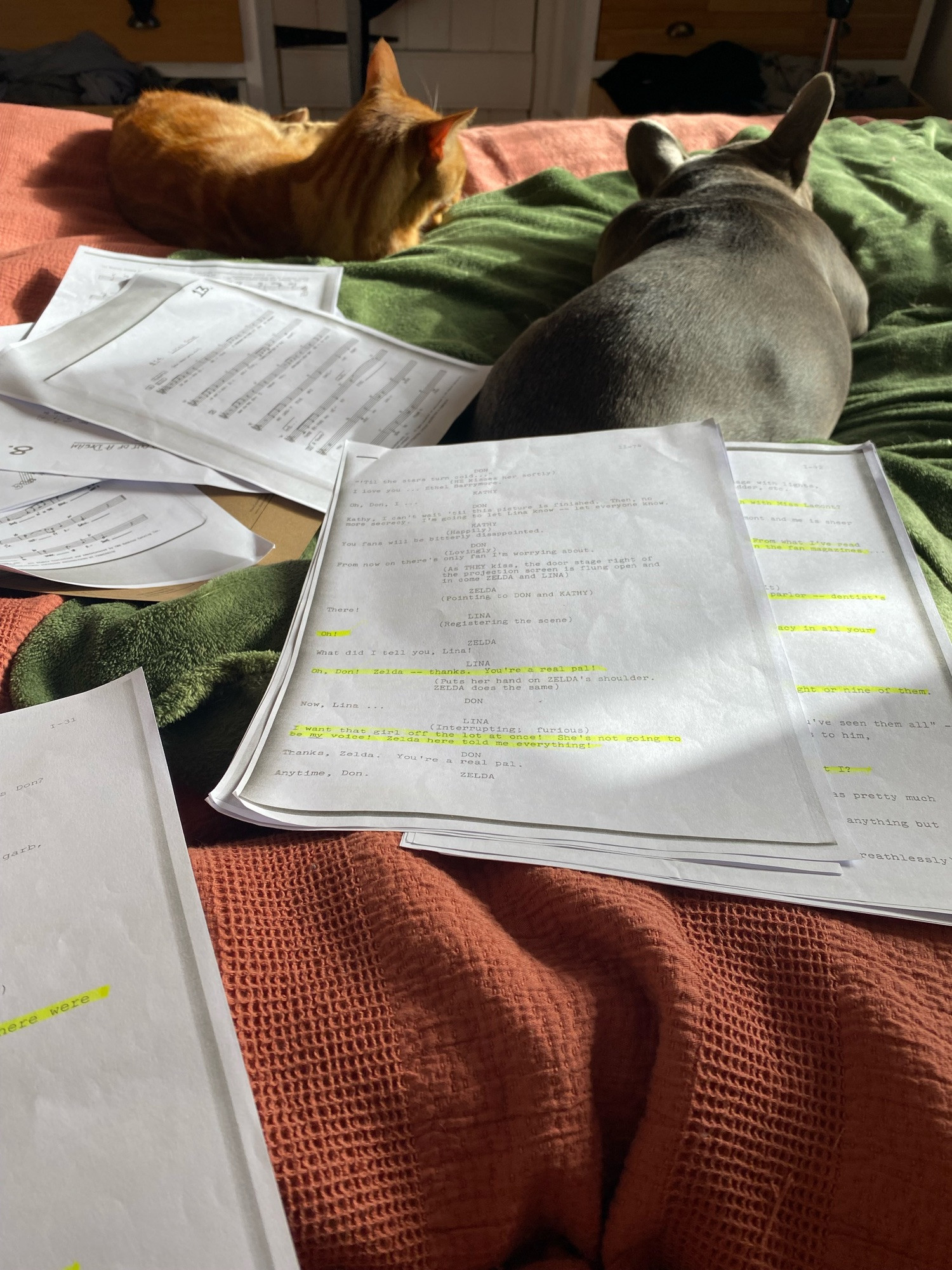 Sheets of highlighted script and music spread across a bed (terracotta and green blankets) grey French bulldog half covered by the papers, ginger cat sitting nearby.