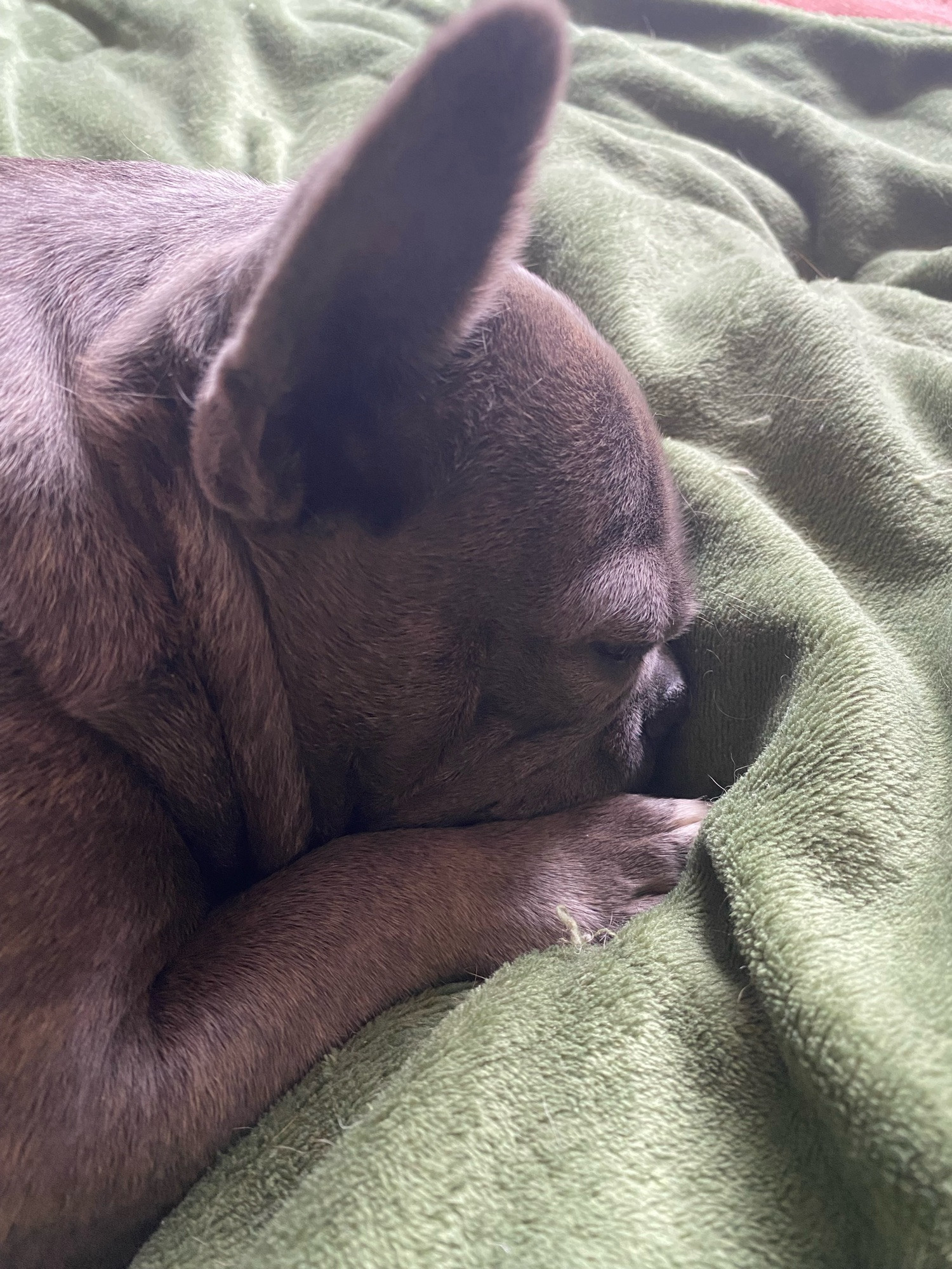 Grey French bulldog sleeping face down on a green blanket