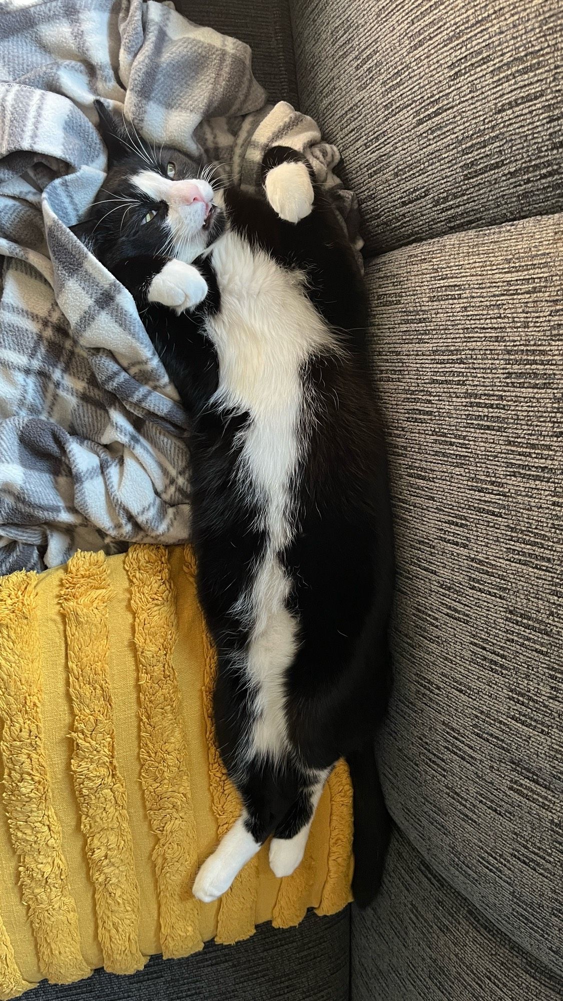 dusty the cat lying on his back with his hind legs crossed and front paws in the air, his eyes are half-closed and some teeth are bared