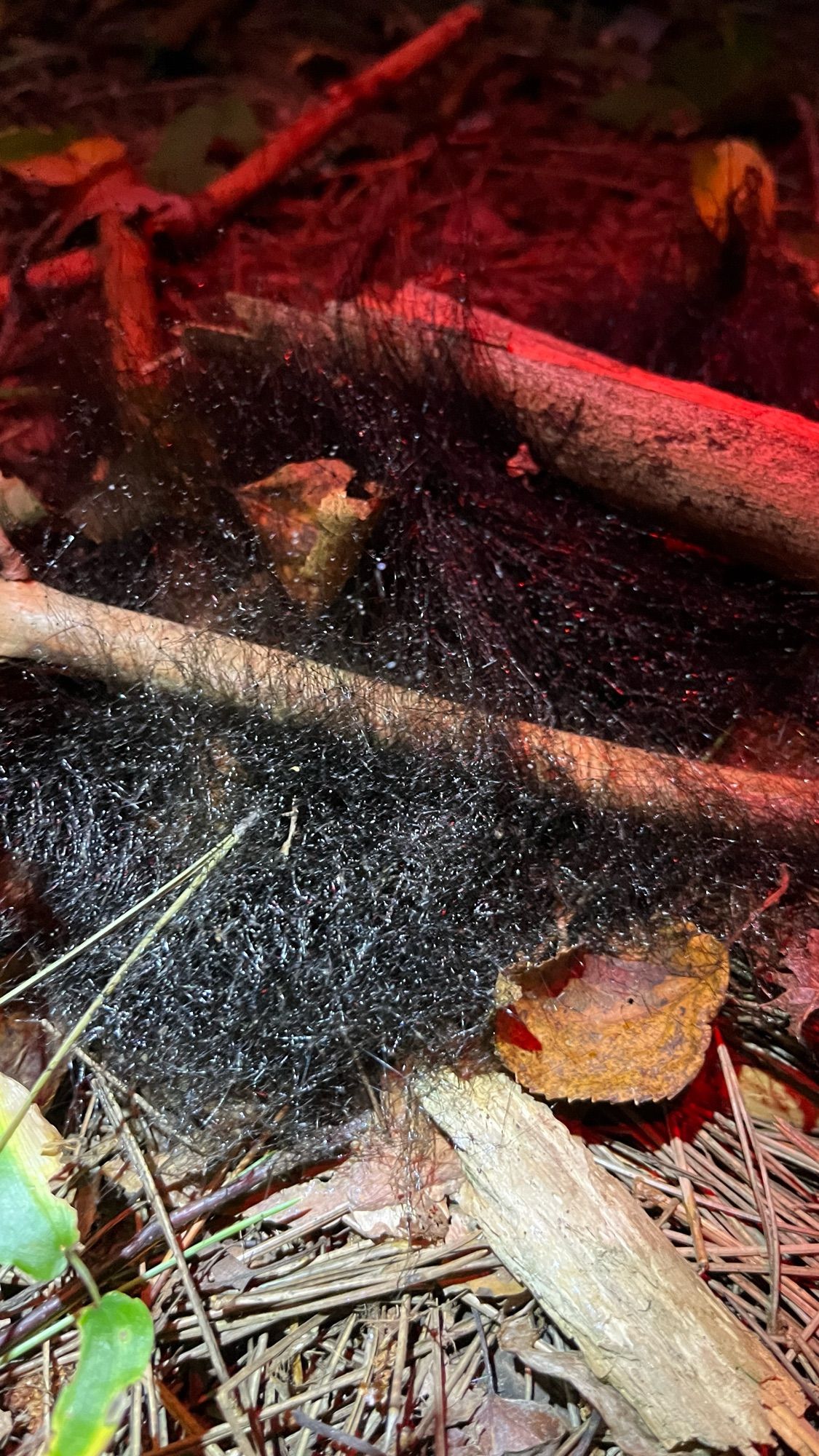 black wig lookin fungus growing out of the ground in the woods with pine needles and sticks around it