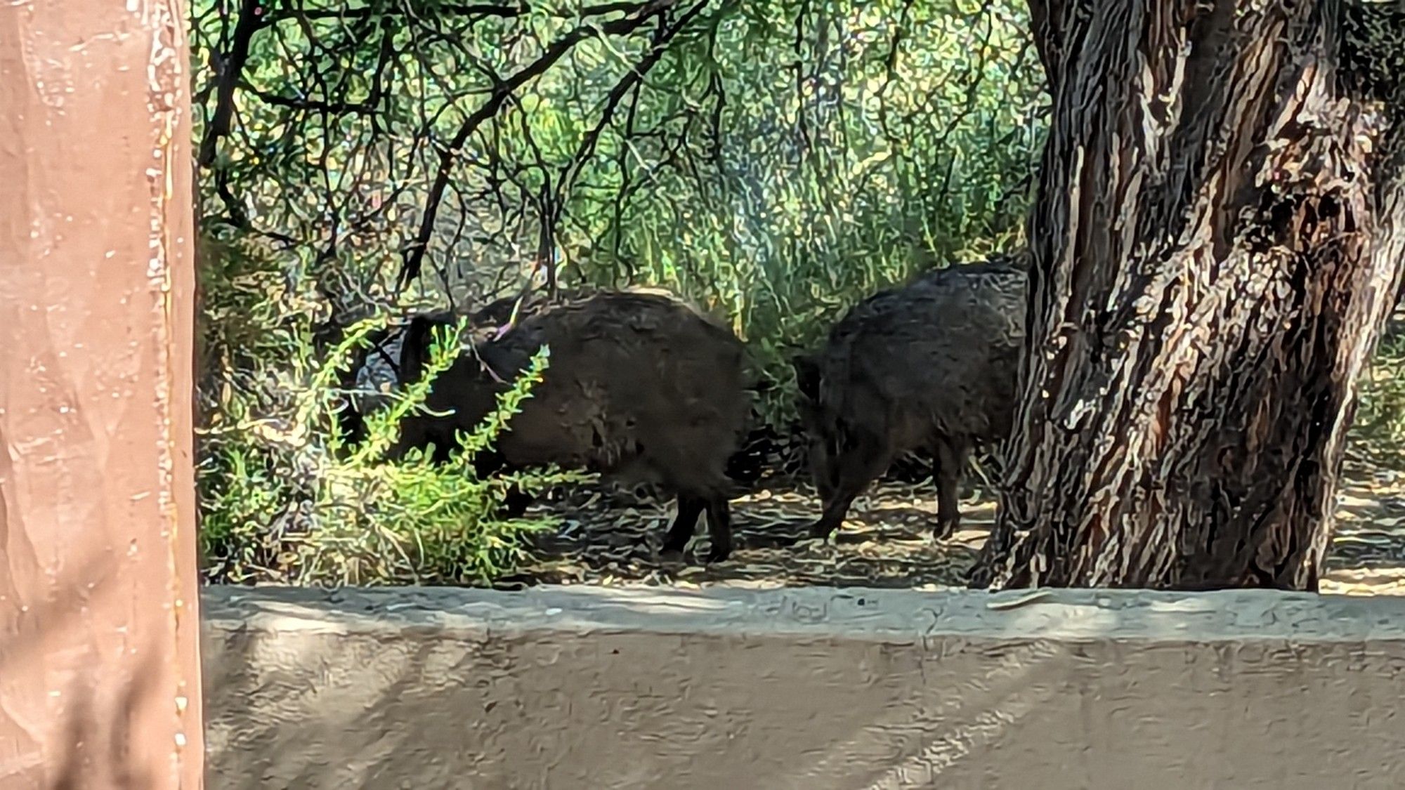 2 wild hogs foraging 