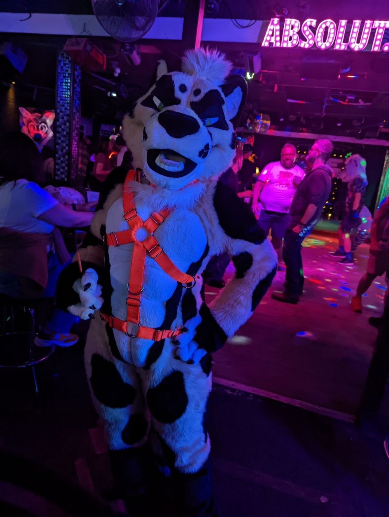 King cheetah fursuit in a hunter orange nylon harness in a bar setting