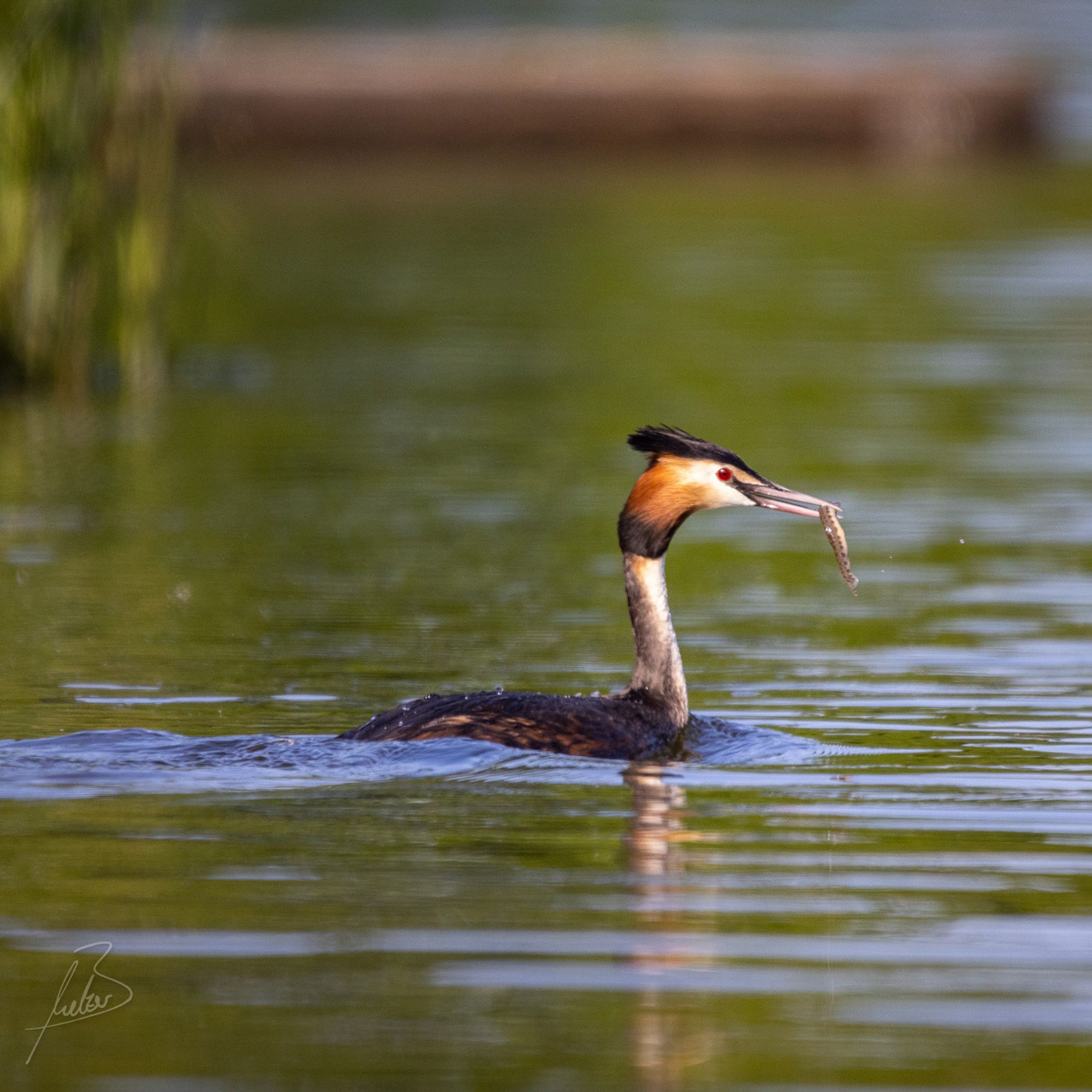 A swimming great crested grebe with a fish in its beak.
Ein schwimmender Haubentaucher mit Fisch im Schnabel.