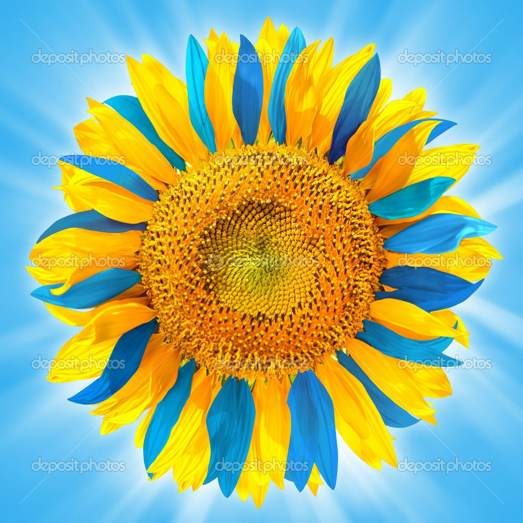 Ukrainian sunflower with alternating petals of bright blue and bright gold against a brilliant blue sky 💙. no text.