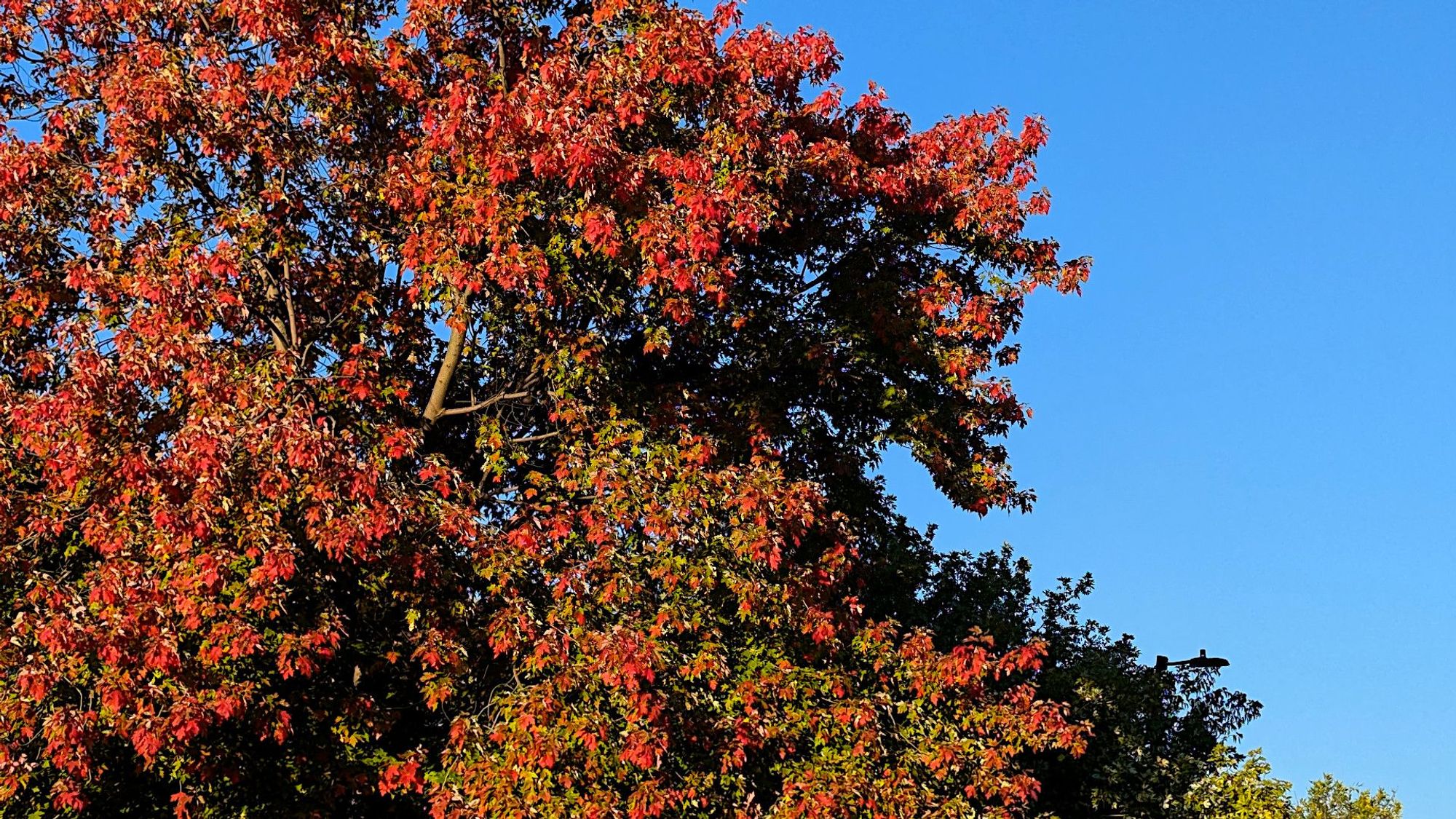 Un arbre d'automne avec un beau ciel bleu ;-)