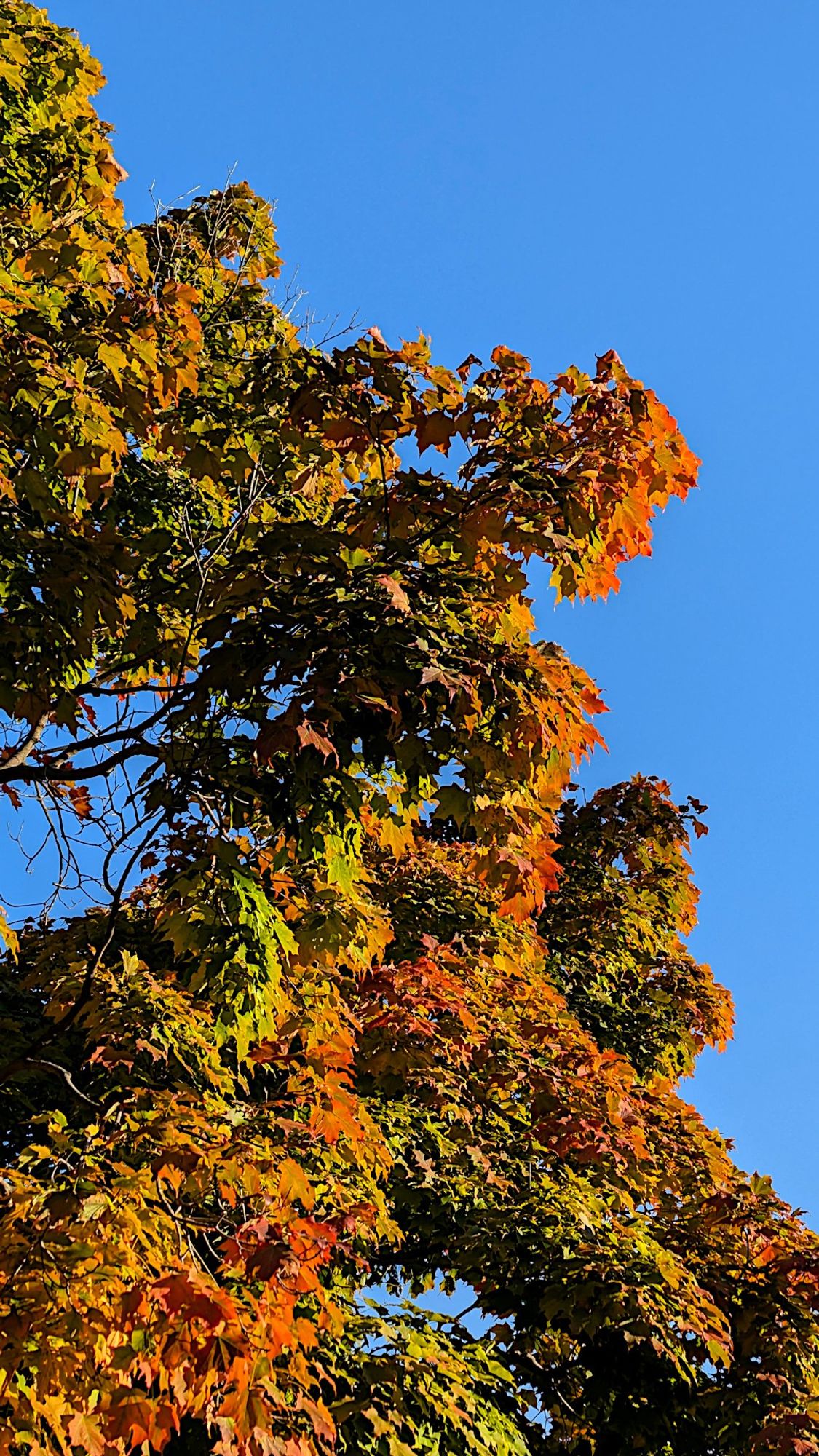 Un arbre d'automne avec un beau ciel bleu ;-)