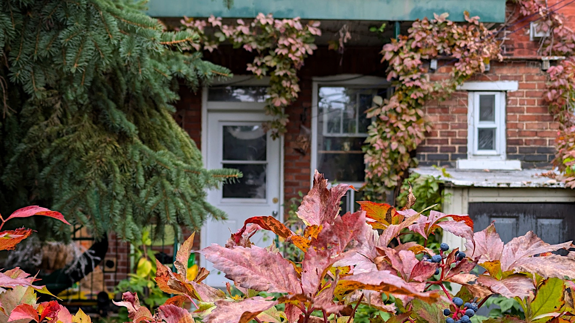 Petite scène d'automne à Montréal! Feuilles, arbre et le fond d'une maison...