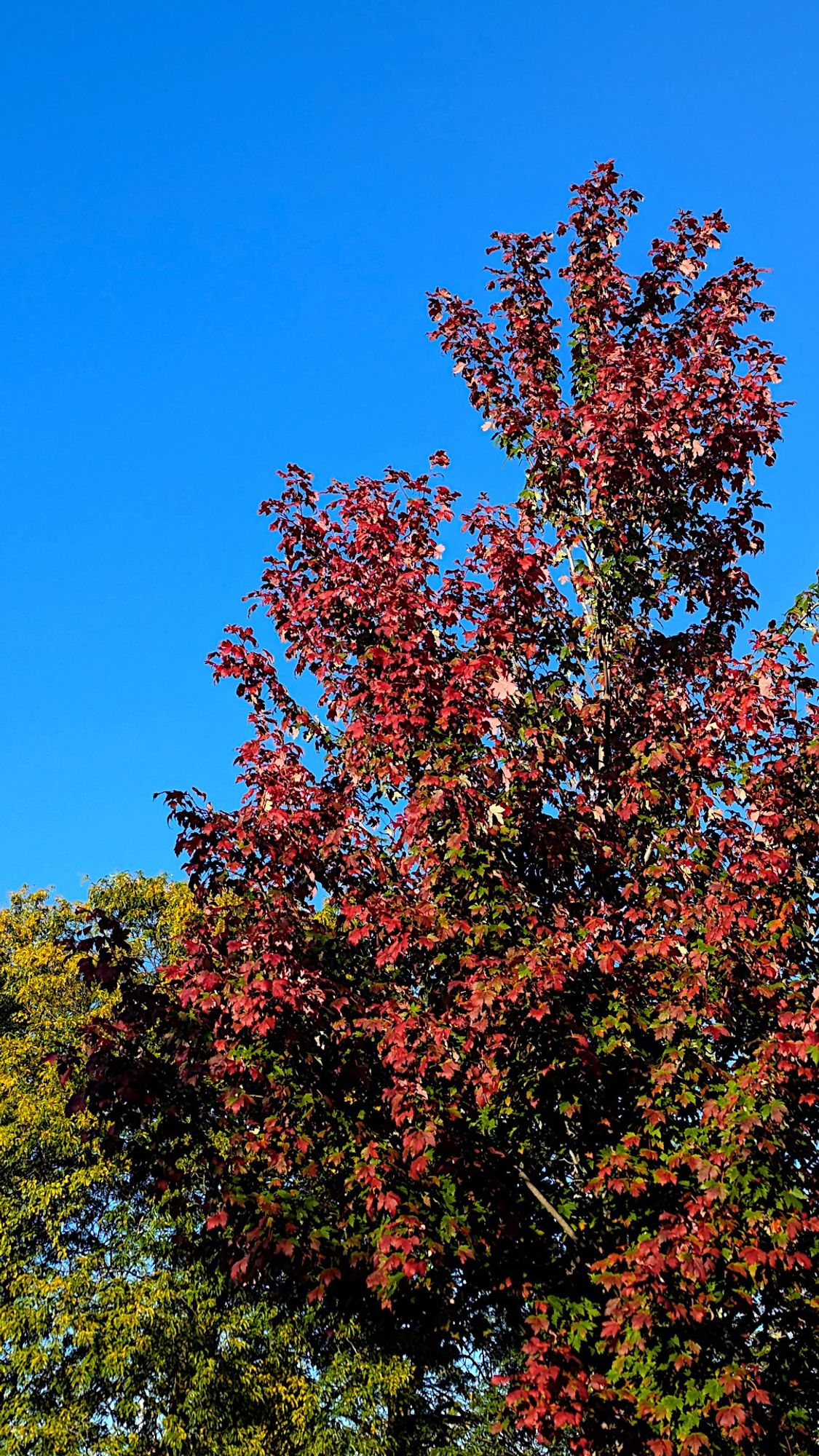 Un arbre d'automne avec un beau ciel bleu ;-)