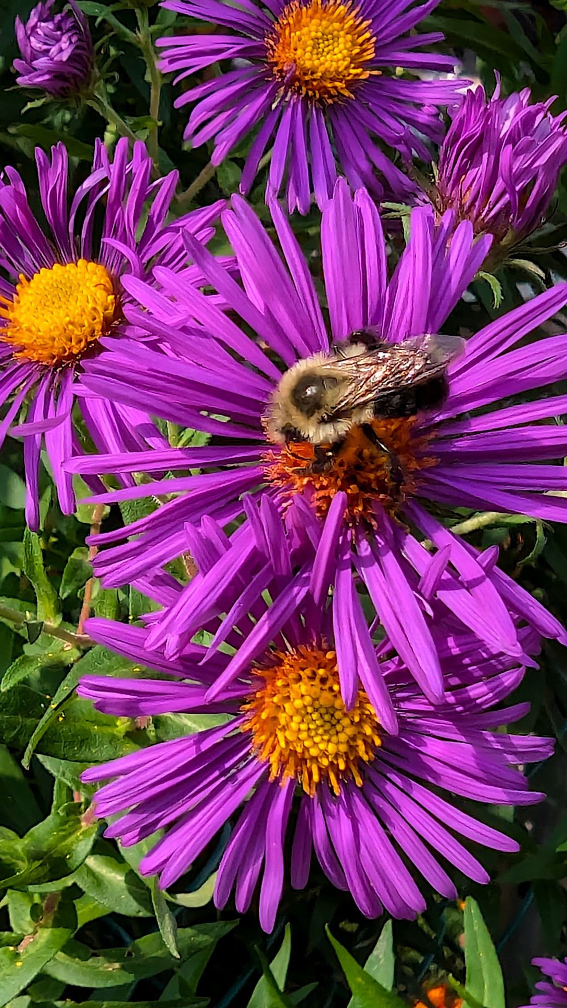 Bourdon sur un aster mauve ;-)