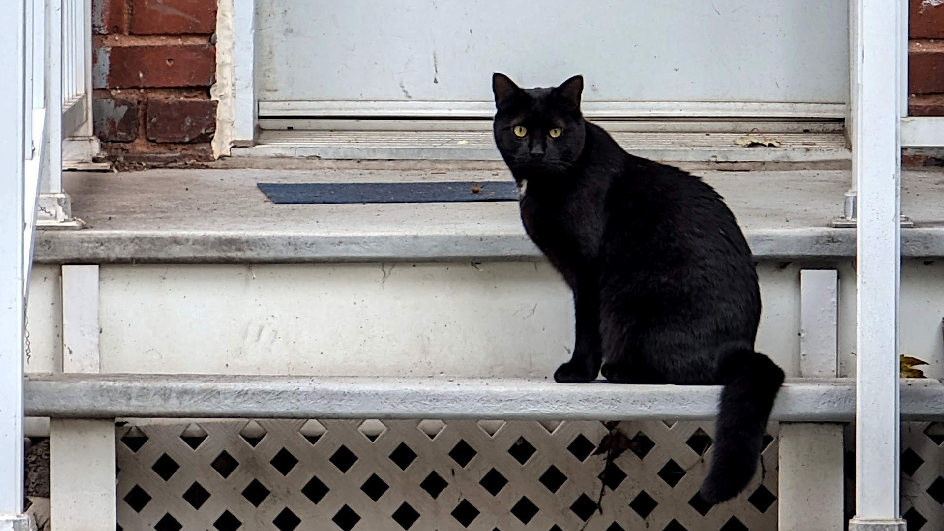 Elle savait bien où était SA maison... Une belle chatte noire, elle a un peu de blanc au cou ;-)