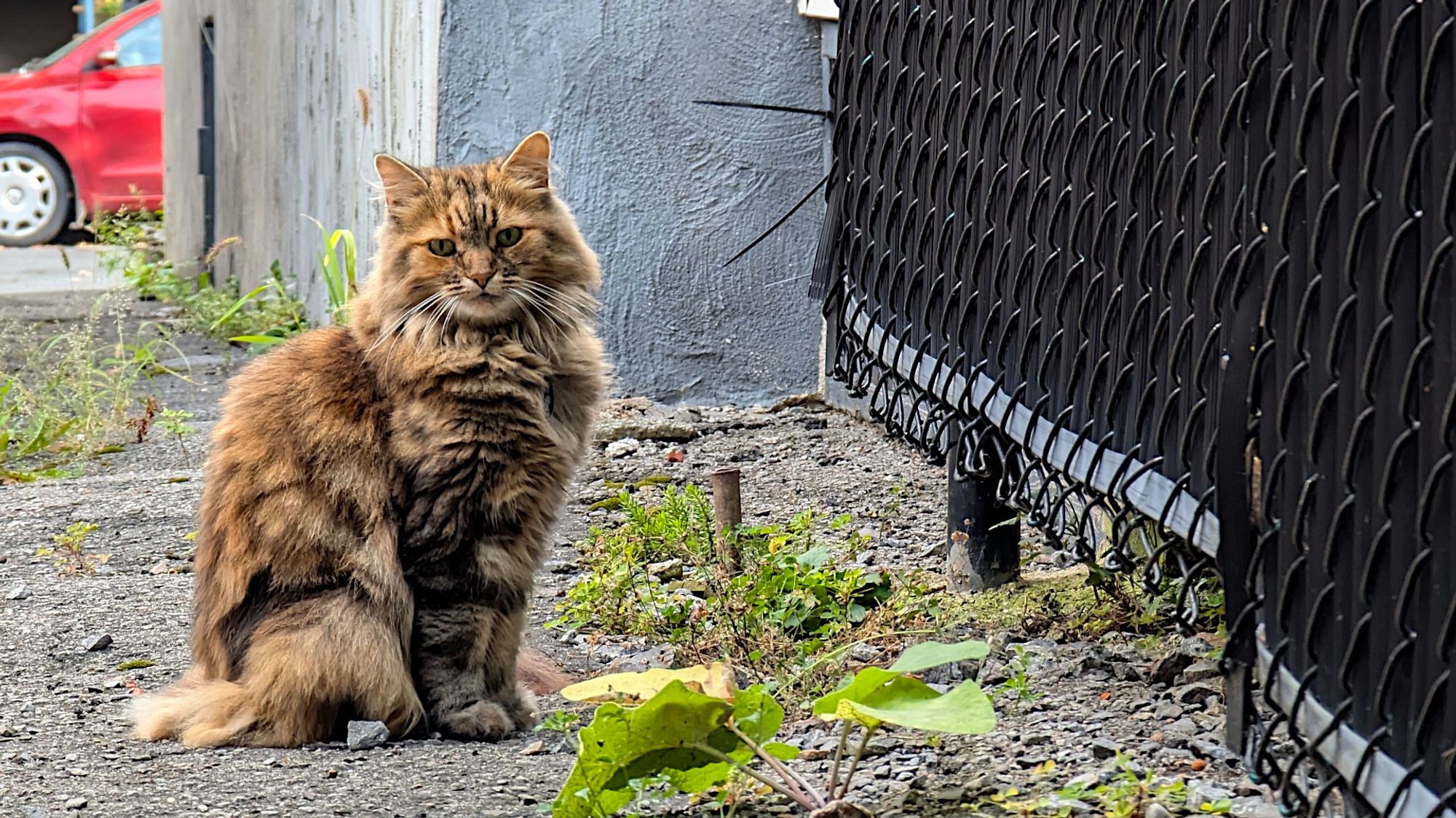 Une bien belle chatte tabby! J'avoue que je l'ai surprise. Elle est tout de même demeuré là un petit bout temps ;-)