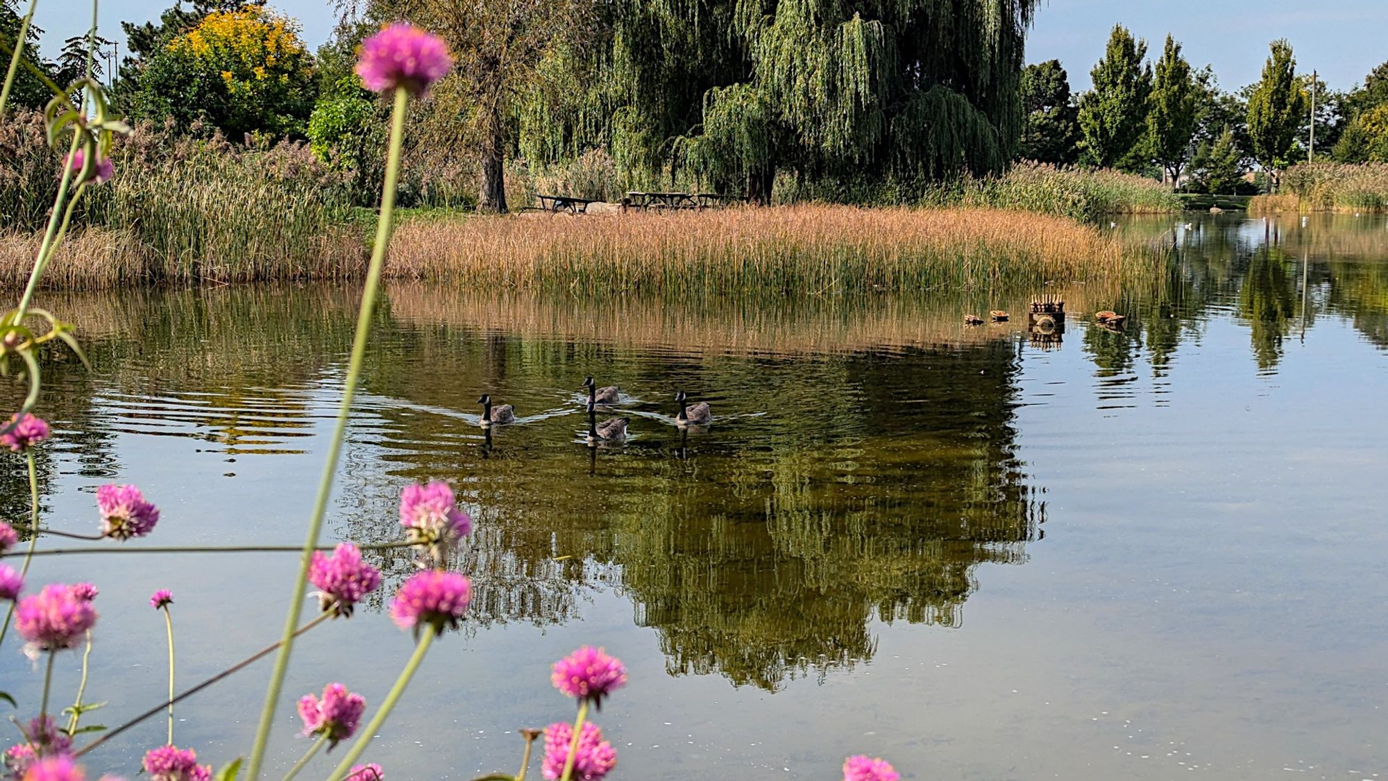 Des bernaches à l'étang du Parc Jarry... Mais la fontaine ne fonctionne pas, rare mais ça arrive quelquefois!