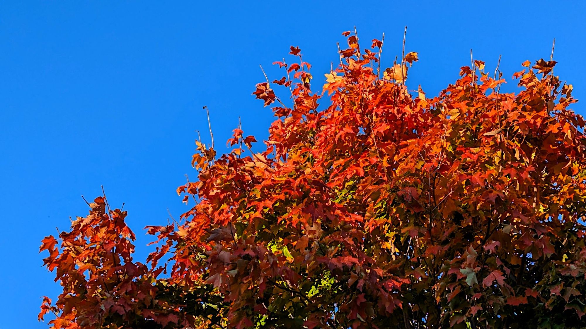 Un arbre d'automne avec un beau ciel bleu ;-)