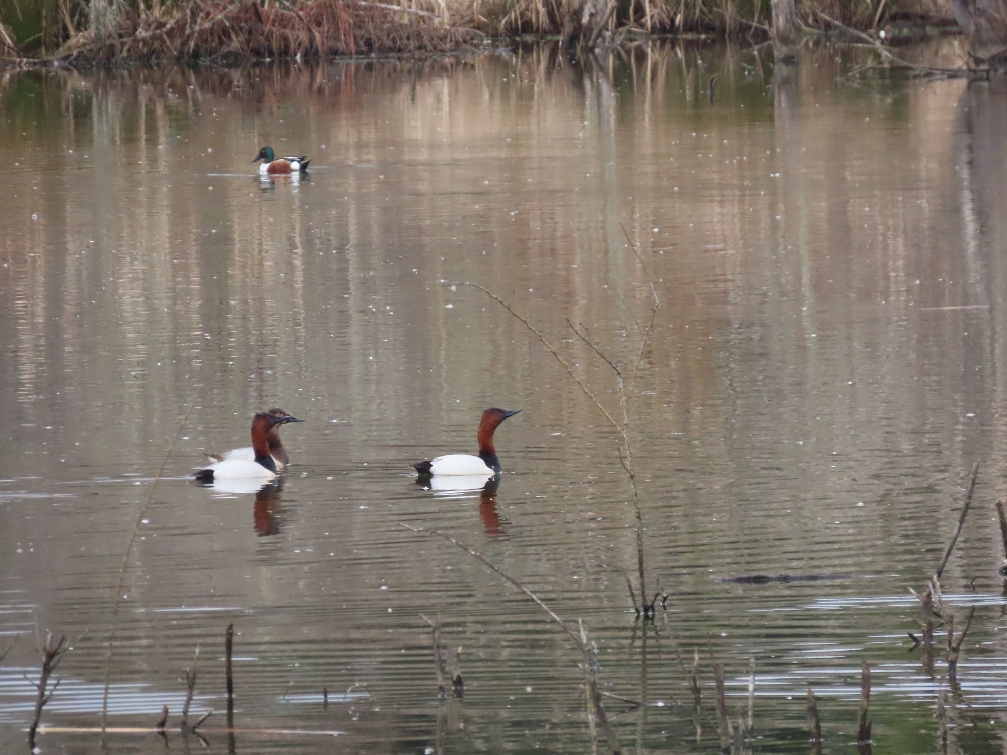 Two male canvasbacks swim in a pond with a female nearly hidden behind one of them. Their heads are a rich mahogany and their bodies are a clean white. A male Northern Shoveler lurks in the background.