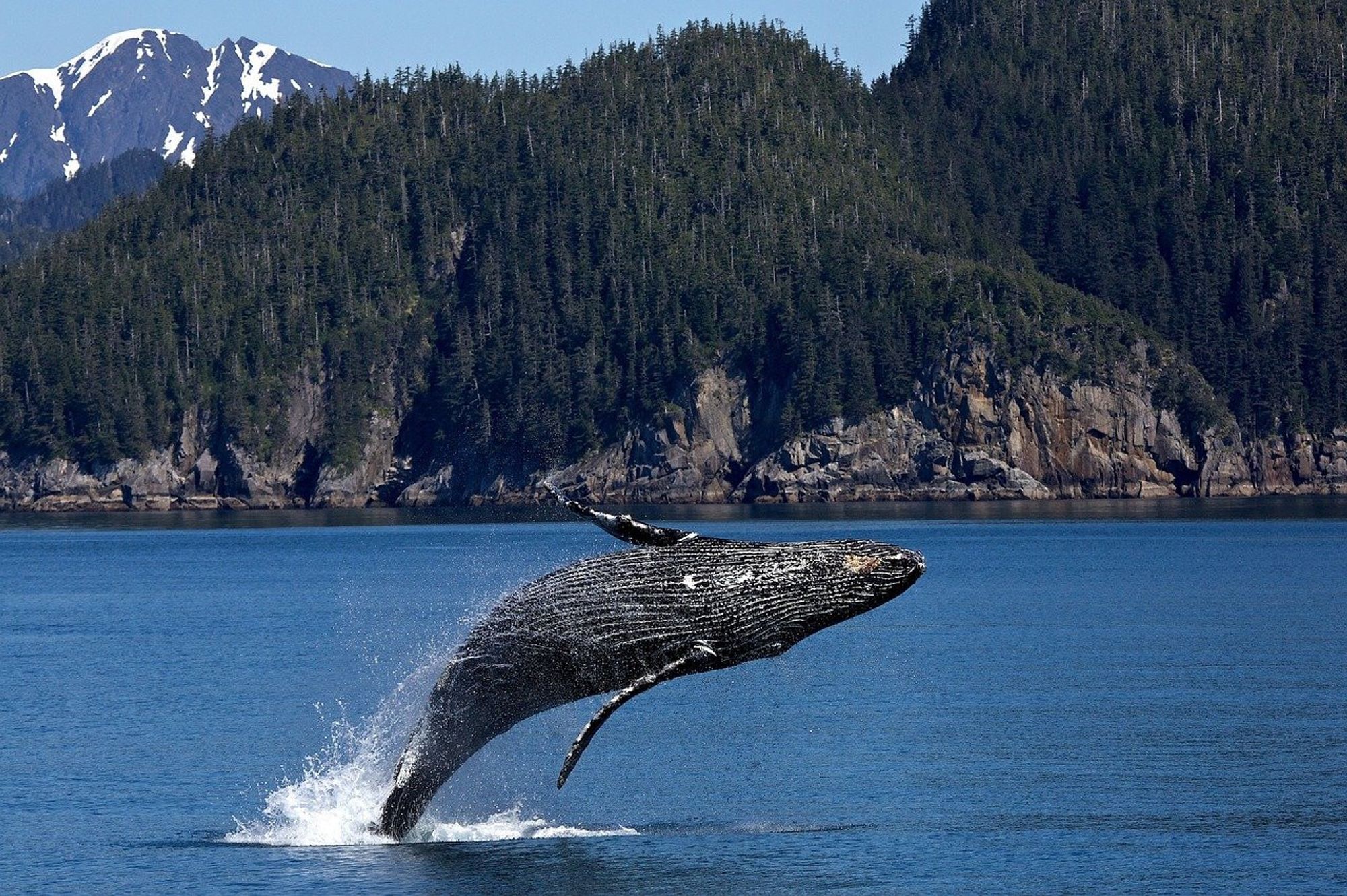 humpback whale breaching in Puget Sound, Washington State