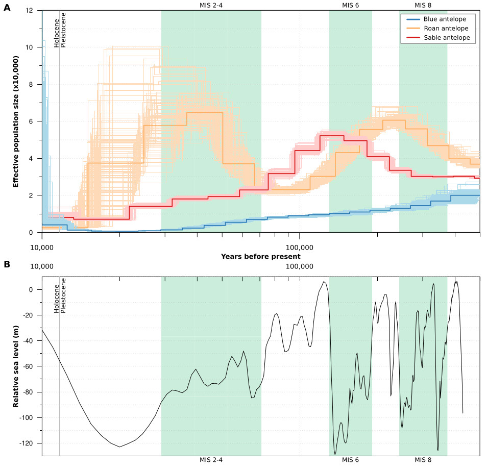 The upper figure presents the effective population size over ~400,000 years of the blue antelope compared to that of the roan and the sable antelope. The trajectory of the blue antelope is much lower. The lower figure shows the relative sea level over the same time span.