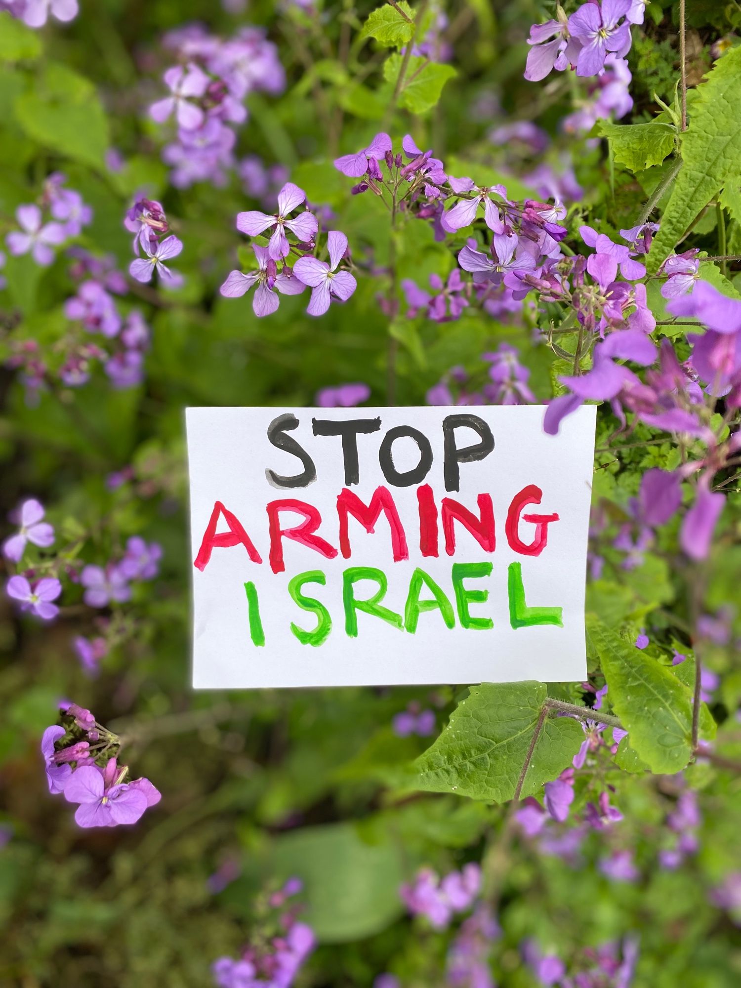 White card painted with the words ‘stop arming Israel’ photographed in the middle of a purple flowering honesty plant.