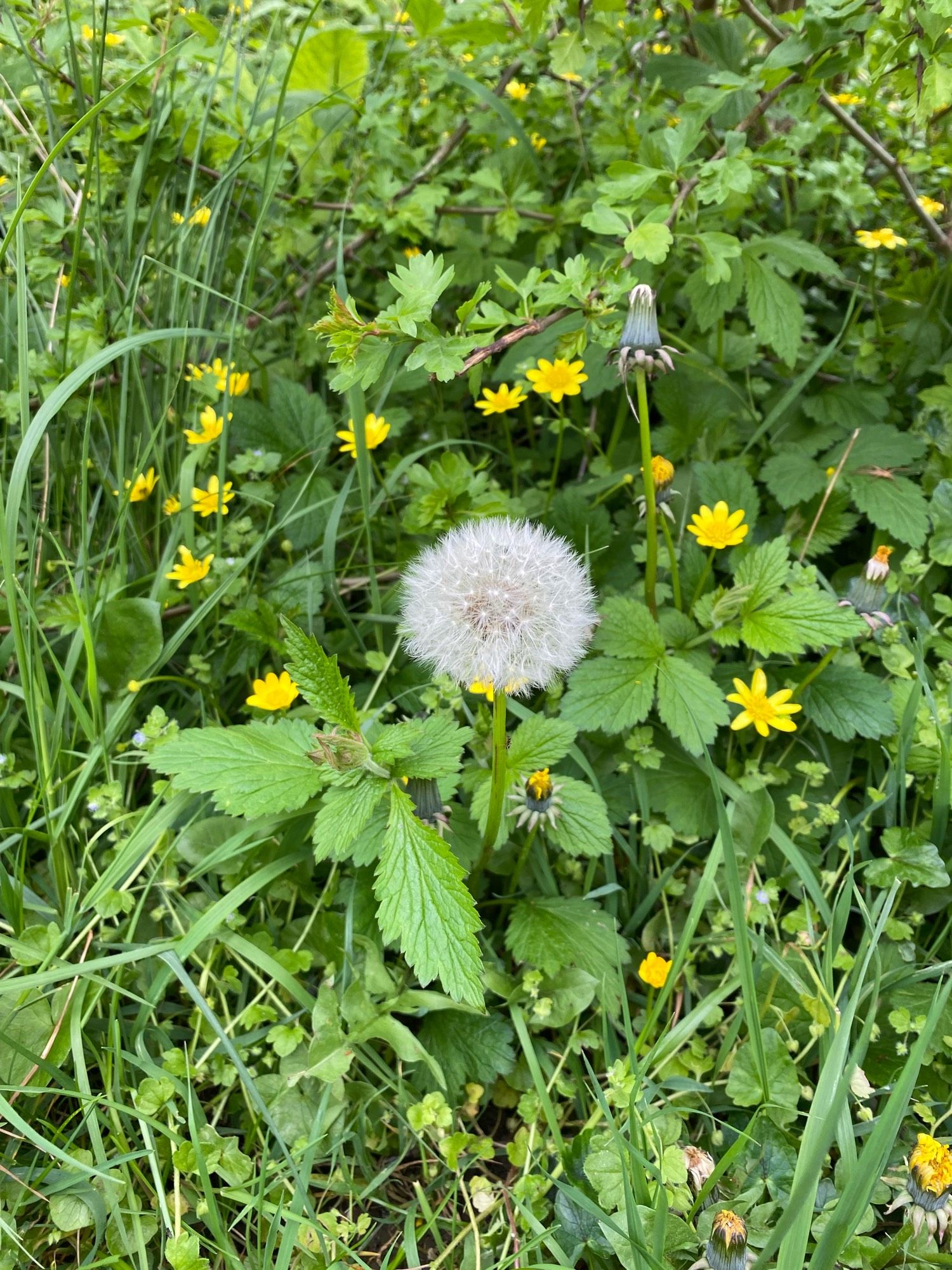 Dandelion seeds in a round head or ‘clock’ about to be dispersed by the wind