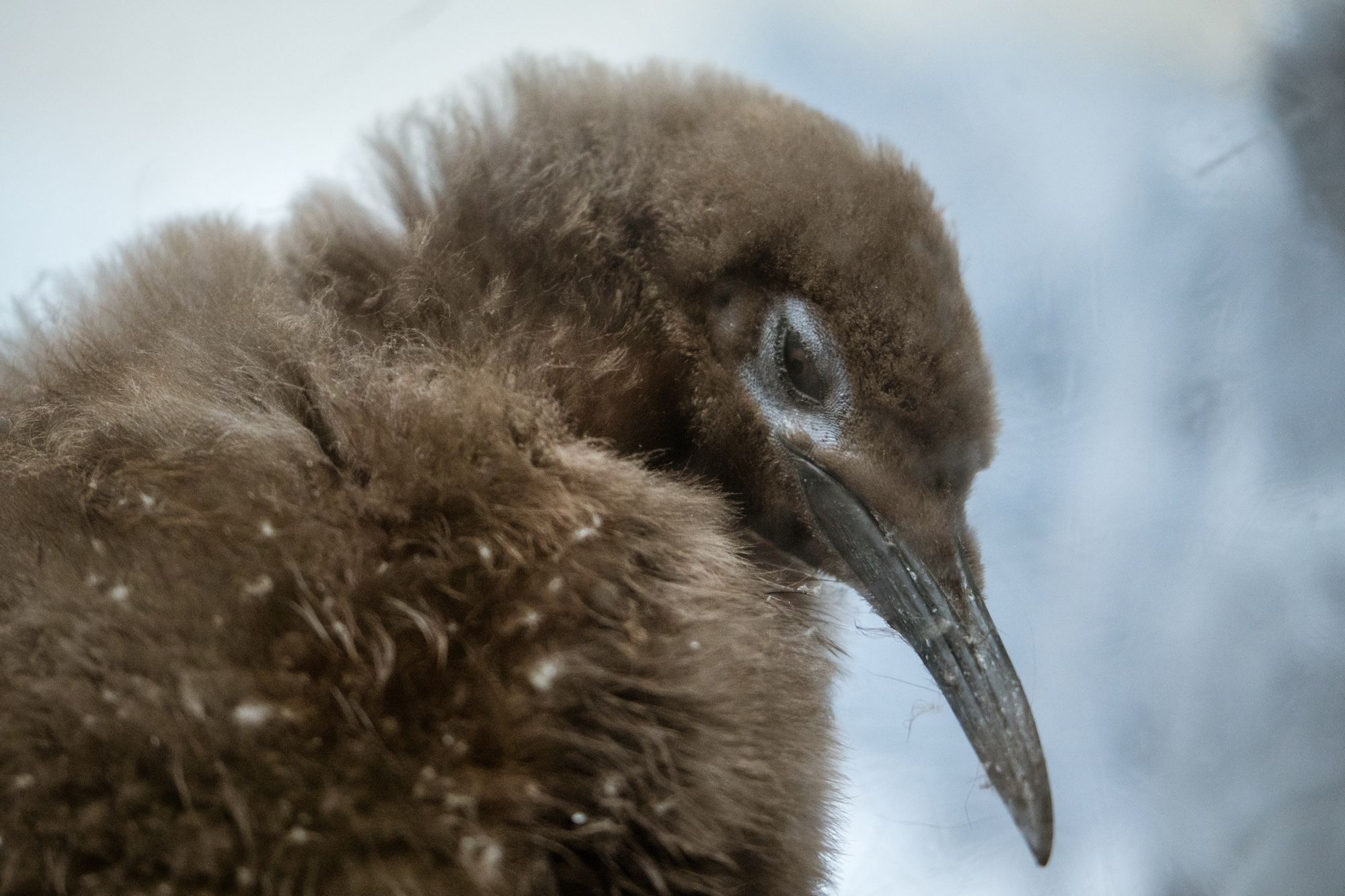 Pesto, a very large king penguin chick - still covered in brown fluff