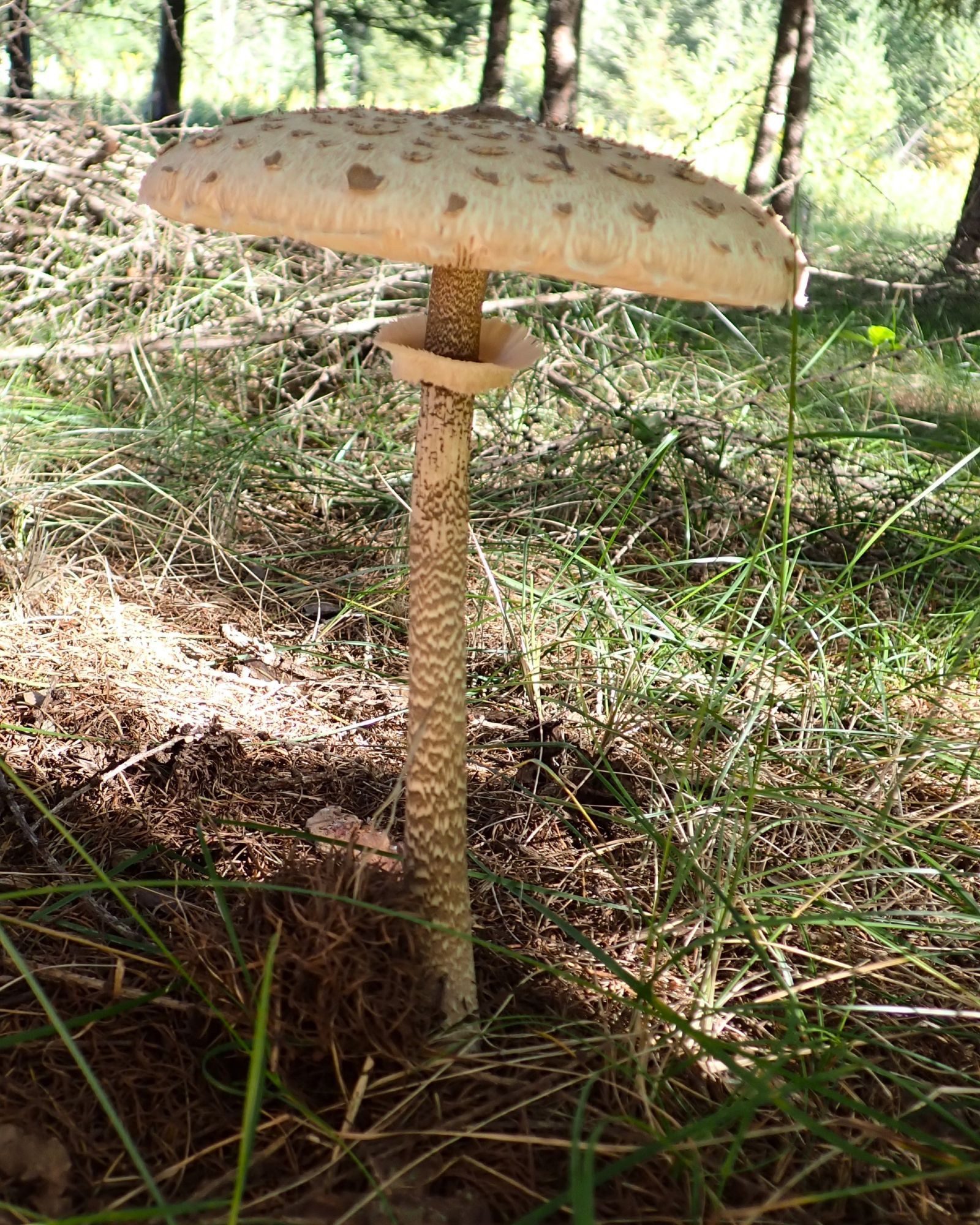 カラカサタケ
Parasol Mushroom(Macrolepiota procera)