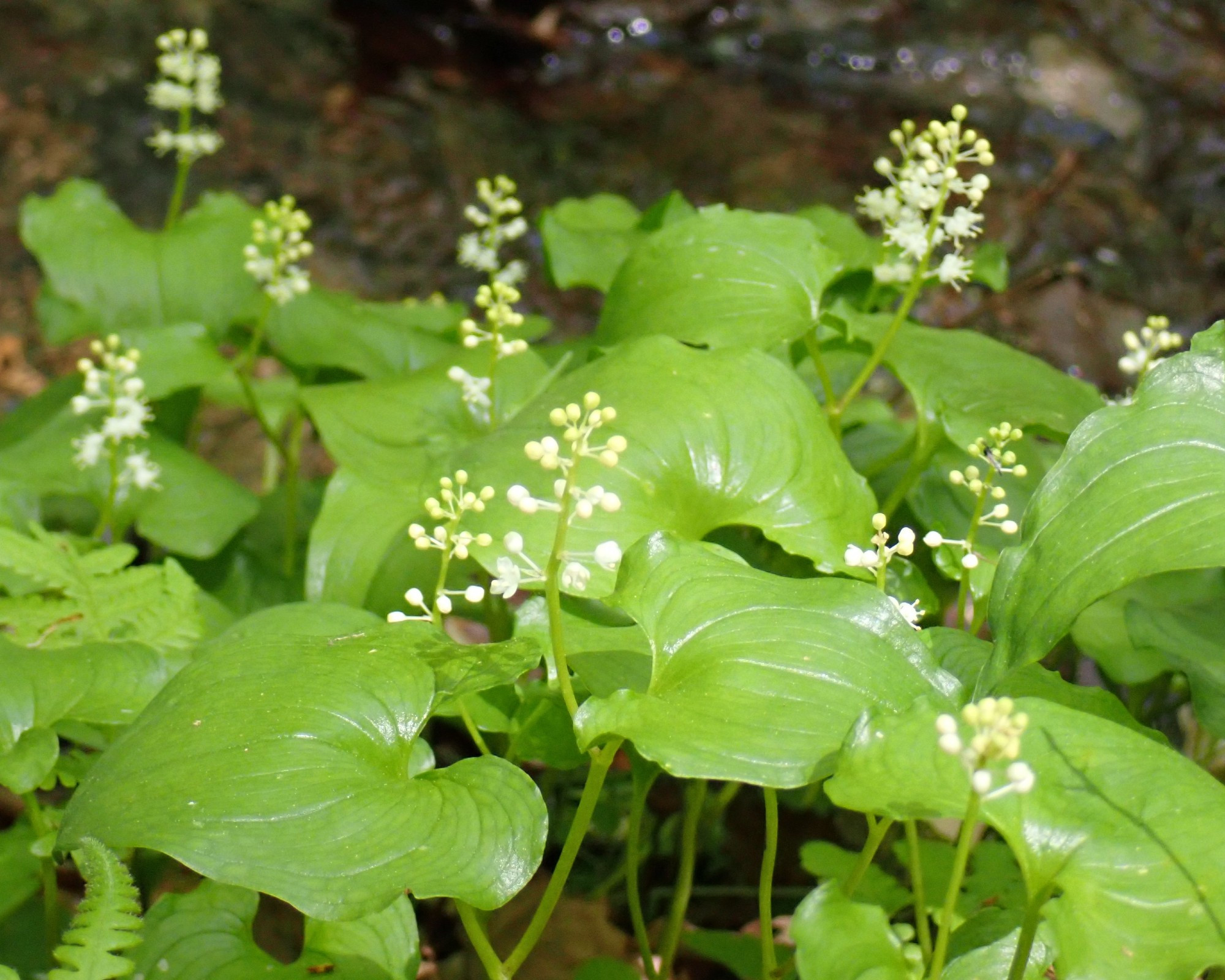 マイヅルソウ
snakeberry (Maianthemum dilatatum)