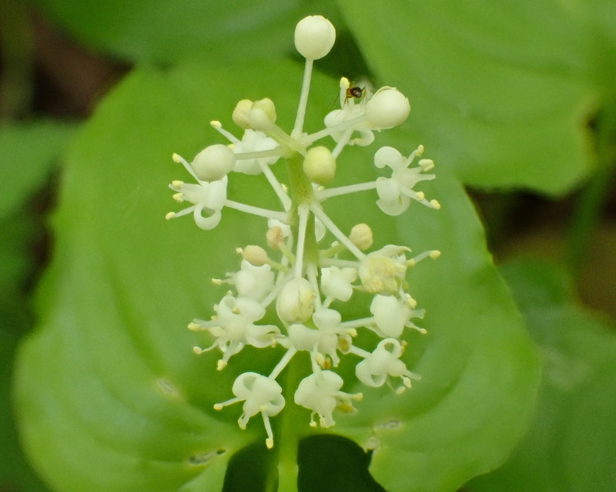 マイヅルソウ
snakeberry (Maianthemum dilatatum)