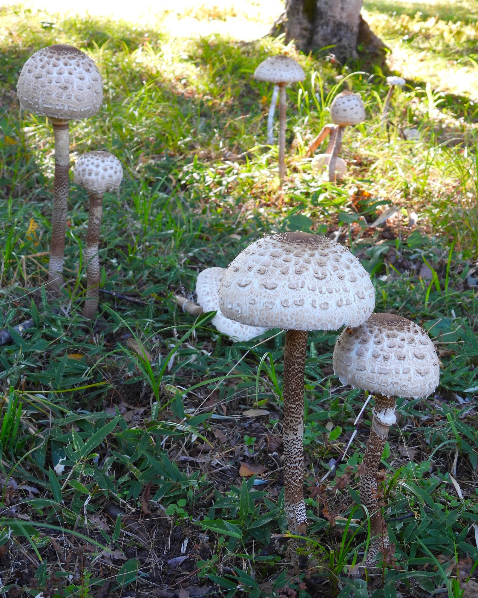 カラカサタケ
Parasol Mushroom(Macrolepiota procera)