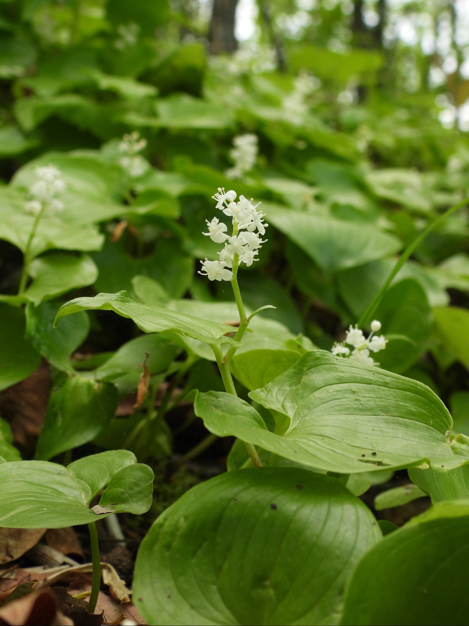 マイヅルソウ
snakeberry (Maianthemum dilatatum)