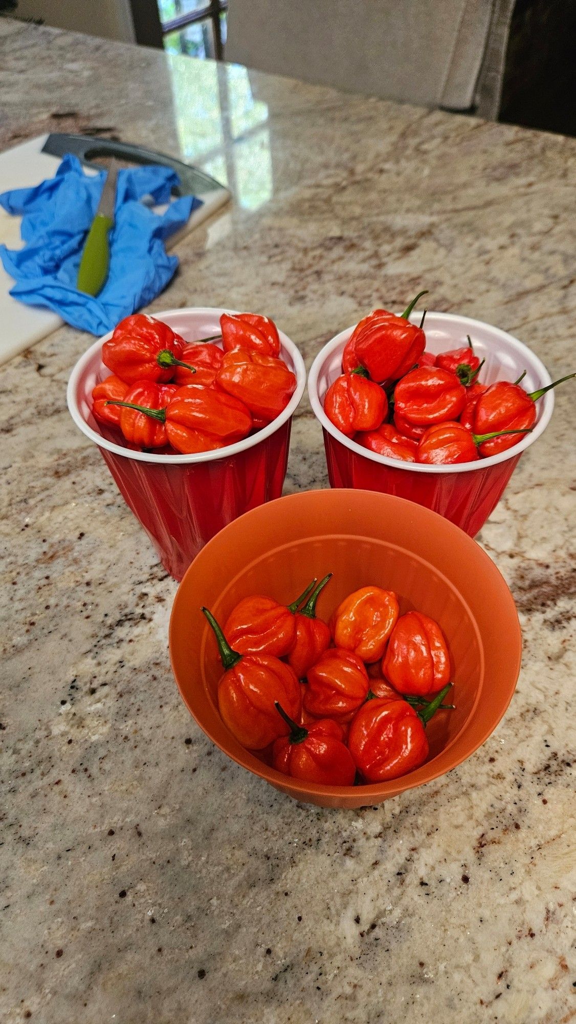 2 solo cups and a small garden pot of aji dulce peppers with a cutting board, gloves and small knife in the backround