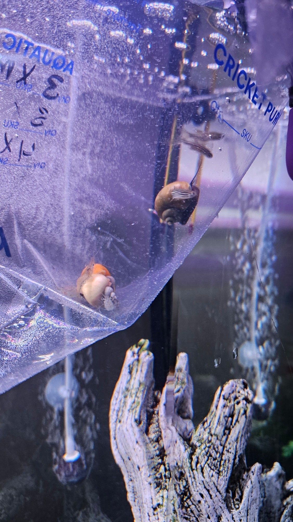 a bag of snails, shrimp, and fish getting temperature and water acclimated before transfer.