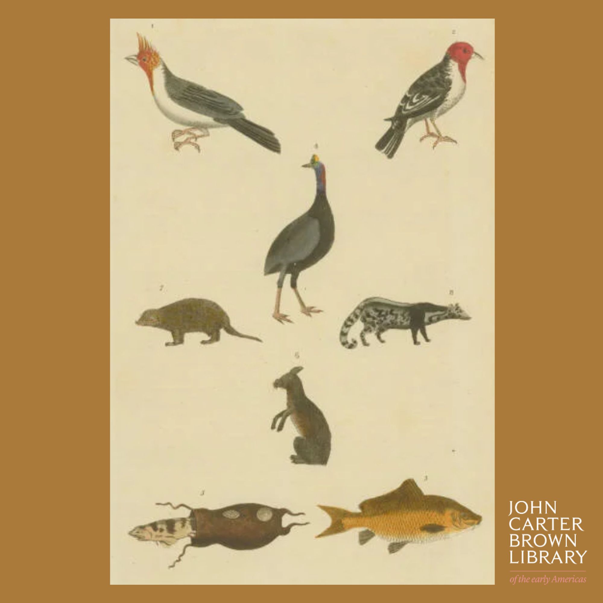 The image contains various birds, animals, and fish including: 1) the crested cardinal, 2) the Dominican cardinal, 3) the carp, 4) the cassowary, 5) the catfish, 6) the Patagonian cavy, 7) the cayopolin, and 8) the civet. Items are numbered for identification in key at bottom of image.