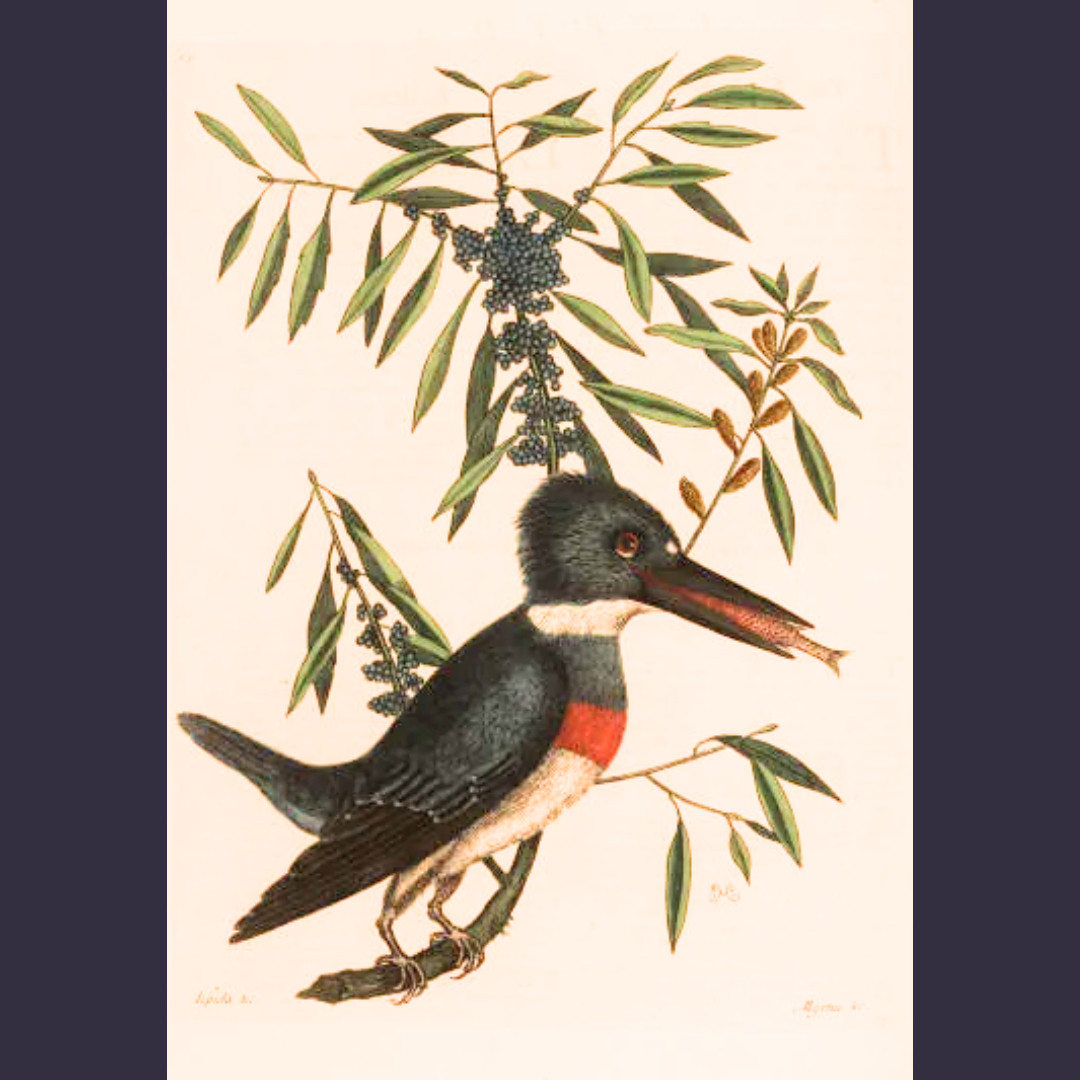 The drawing depicts a kingfisher eats a fish on the branch of a myrtle tree or shrub.