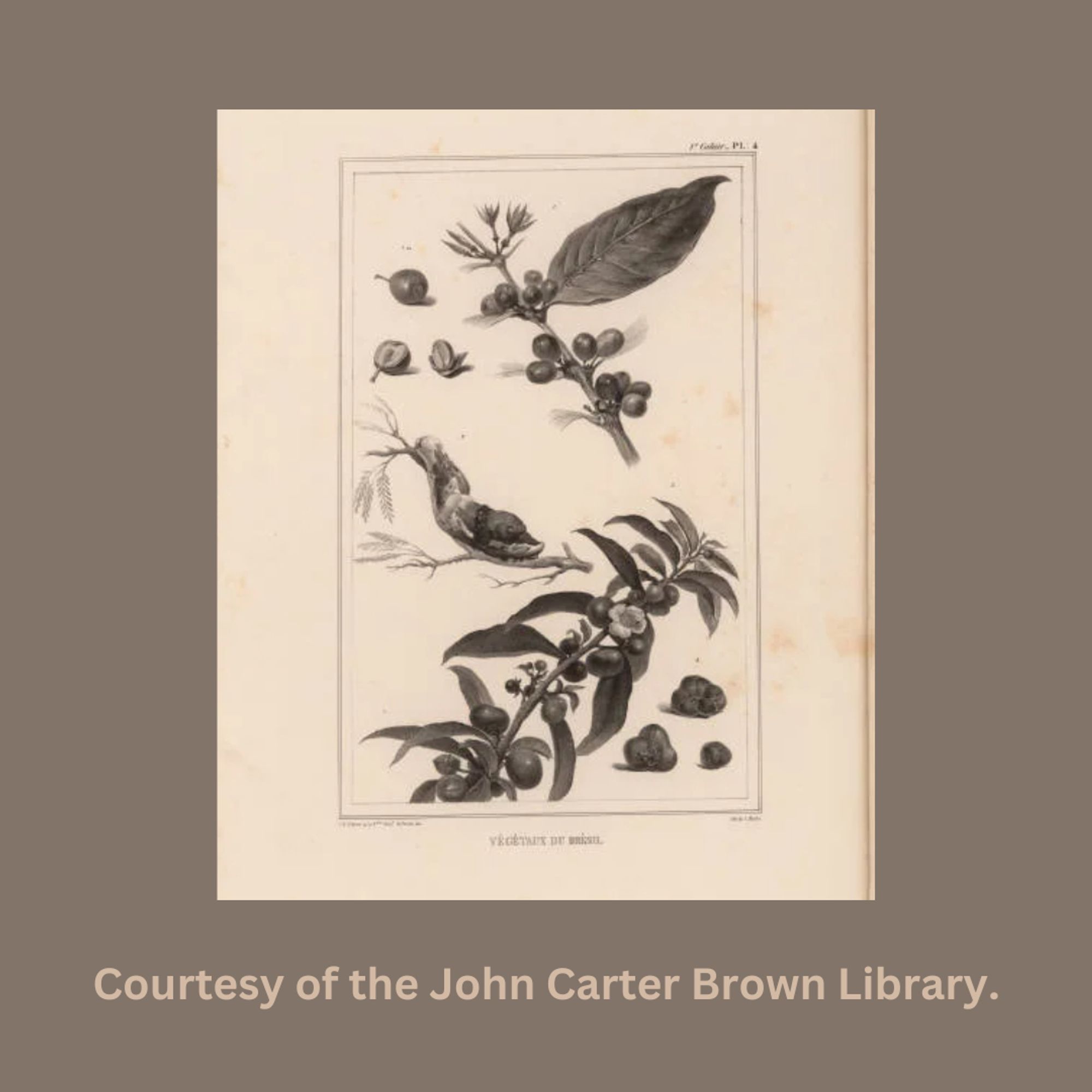 This image from the JCB's collection depicts: 1) a coffee plant with its fruit, 2) a caterpillar, 3) a tea plant, and 4) a seed bearing fruit of the tea plant.