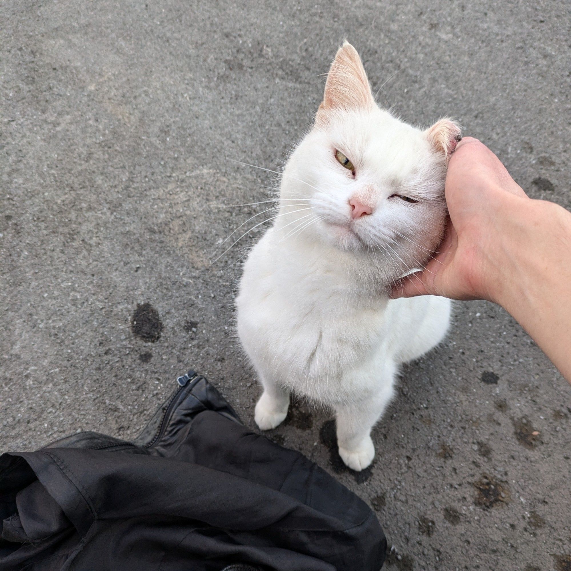 the small white cat leans into getting ear scritches by me. The cat's eyes are closed. She sits by my black jacket on the ground.