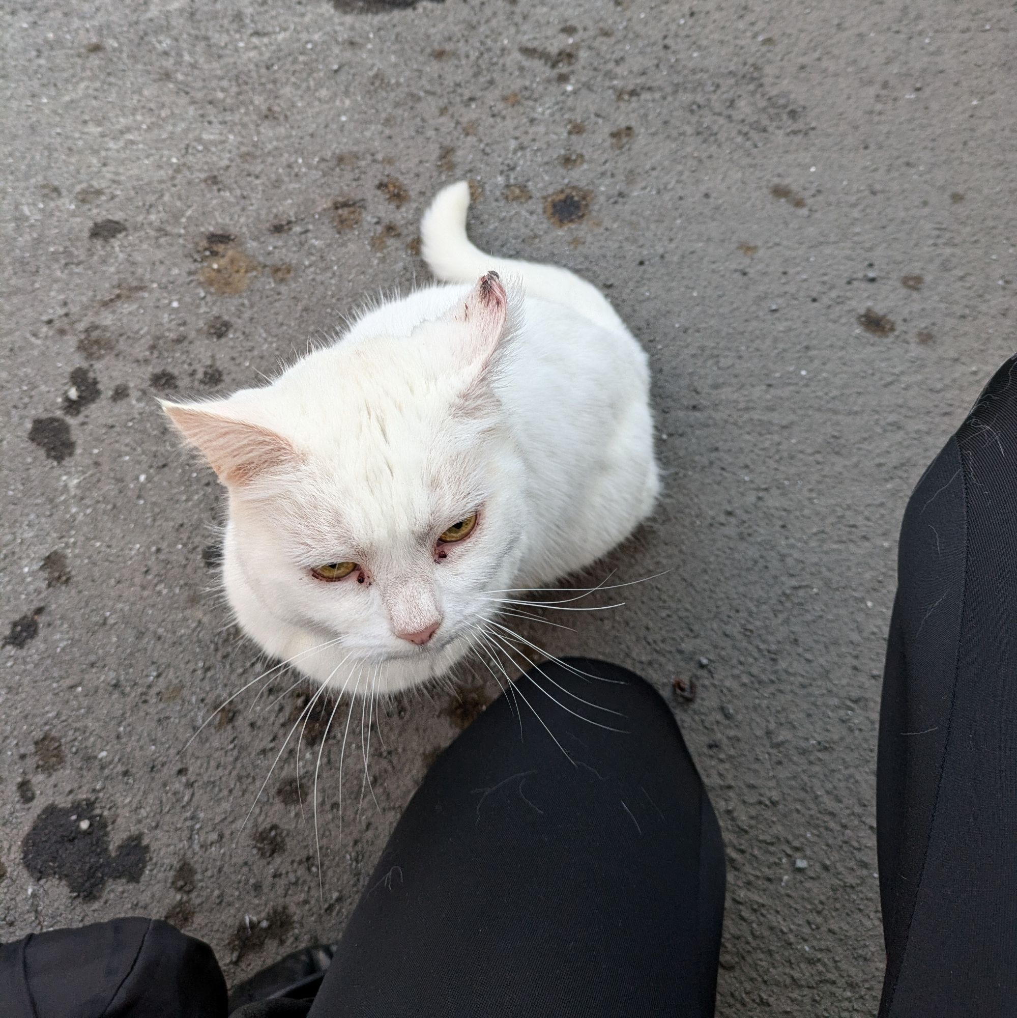 a small white cat with a scab on her ear, sitting at my knee (which is covered in white cat hair)