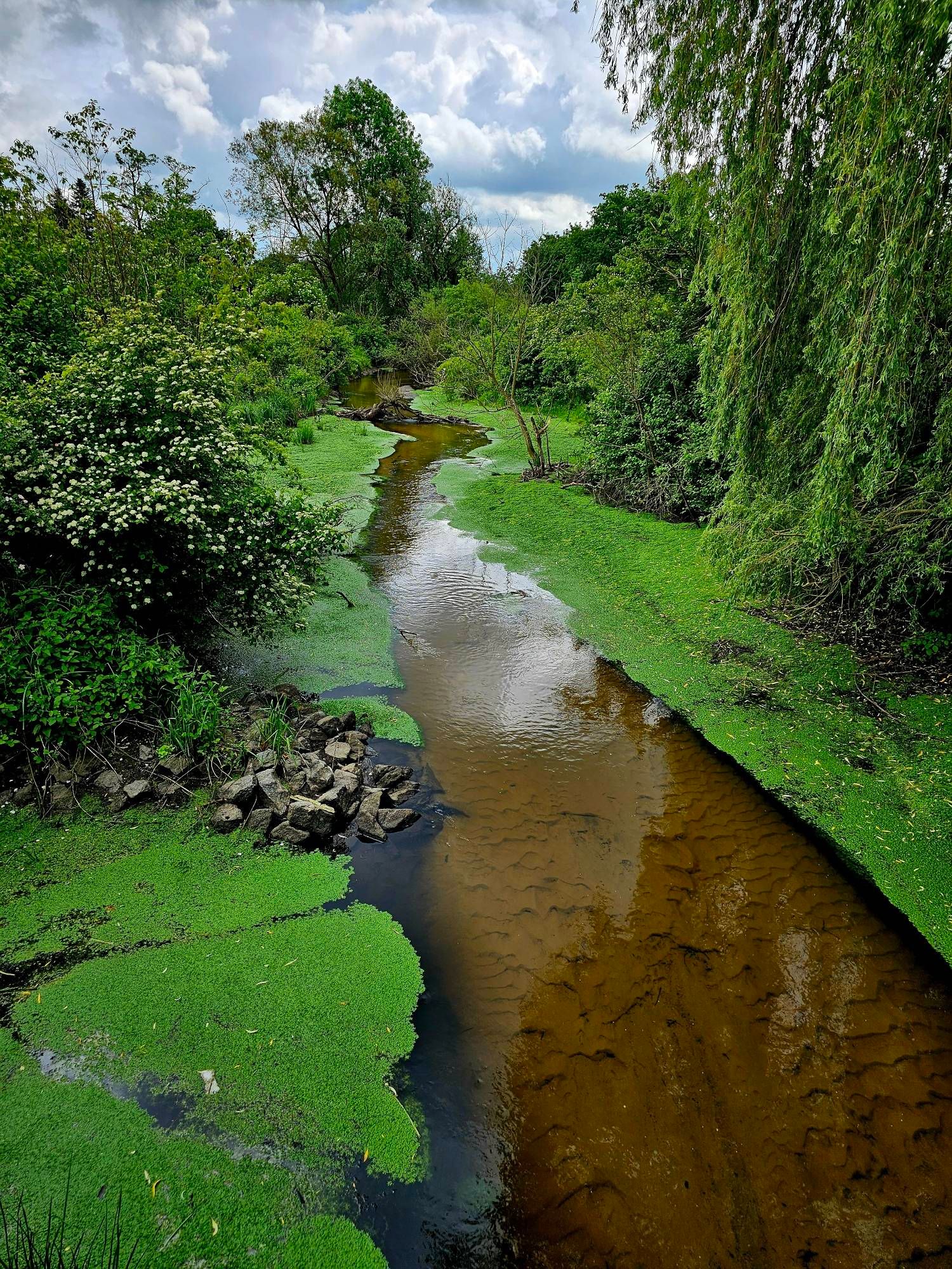 Eine Landschaftsaufnahme mit Bäumen, grünen Sträuchern, einem blauen Himmel mit weißen Wolken und einem kleinen Fluss, der sich seinen Weg durch die grüne Landschaft bahnt.