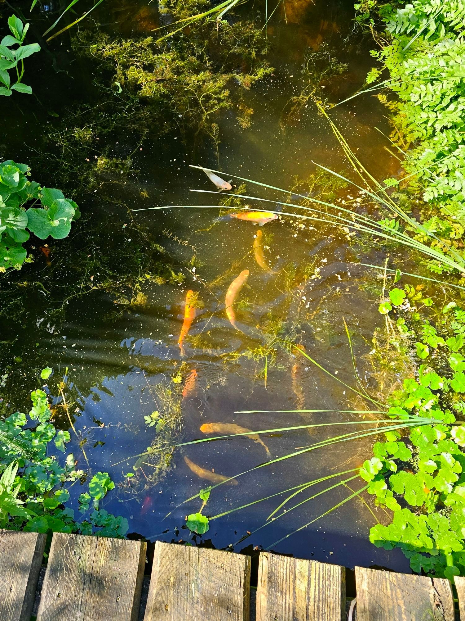 Bei Betrachtung des Teichs sind links und rechts Grünpflanzen zu sehen. Vorne befindet sich ein Stück des Holzstegs und in der Mitte des Teichs sind die Fische im Wasser zu beobachten.