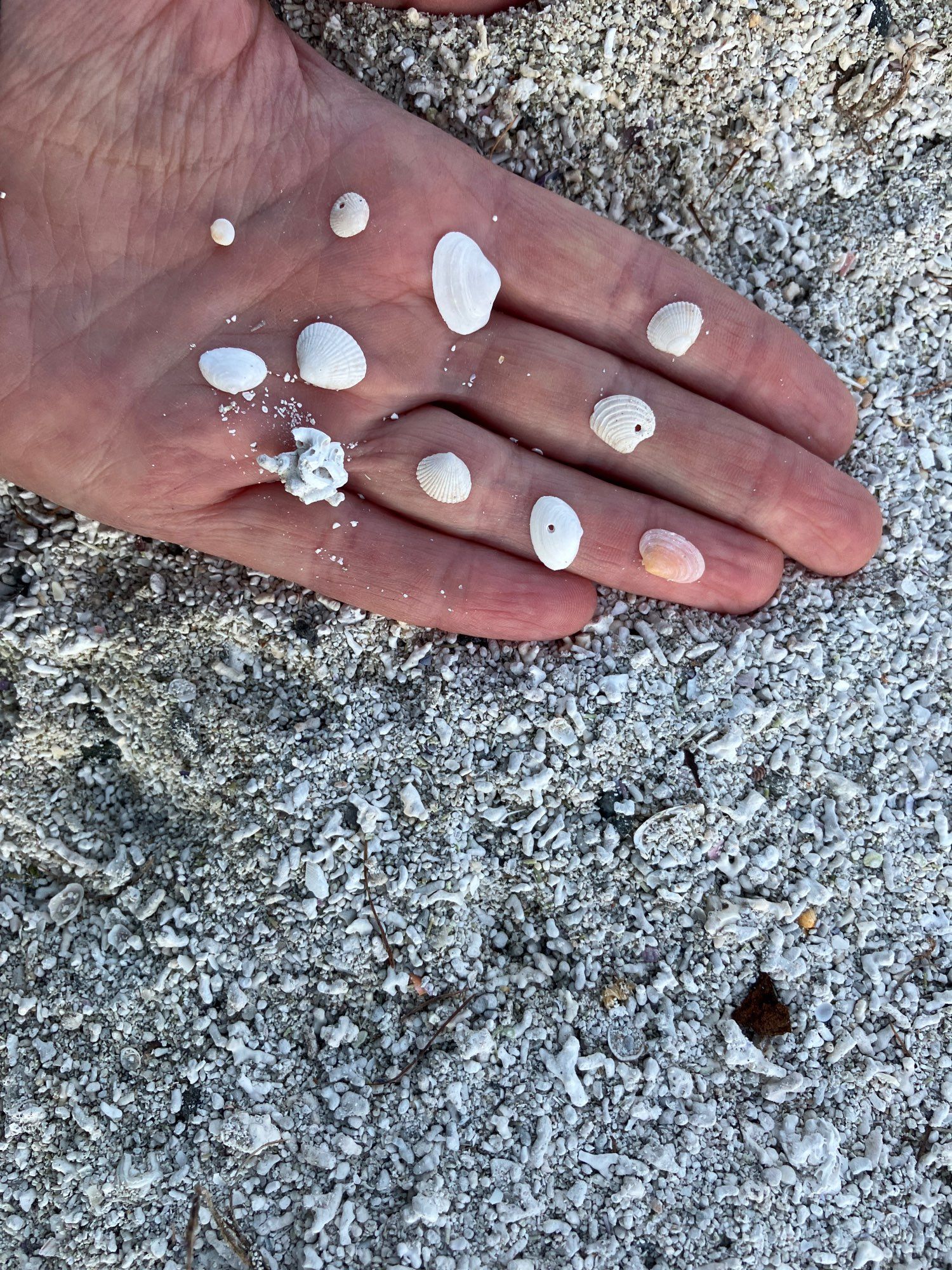 A hand displaying long-dead invertebrates from my nephew's sandbox. This is 95% pure carbonate sand/gravel dredged from shallow coastal waters in Vesterålen, North Norway. The bulk of the material is coralline red algae (Lithothamnion), but there's plenty of fragments of other CaCO3-shelled organisms such as tube-building polychaetes (shown at base of pinky finger) as well as smaller, whole shells of bivalve species I can't identify. Many shells have one tiny hole bored in them, which I think means that they were killed by a predatory snail drilling into the live animal?