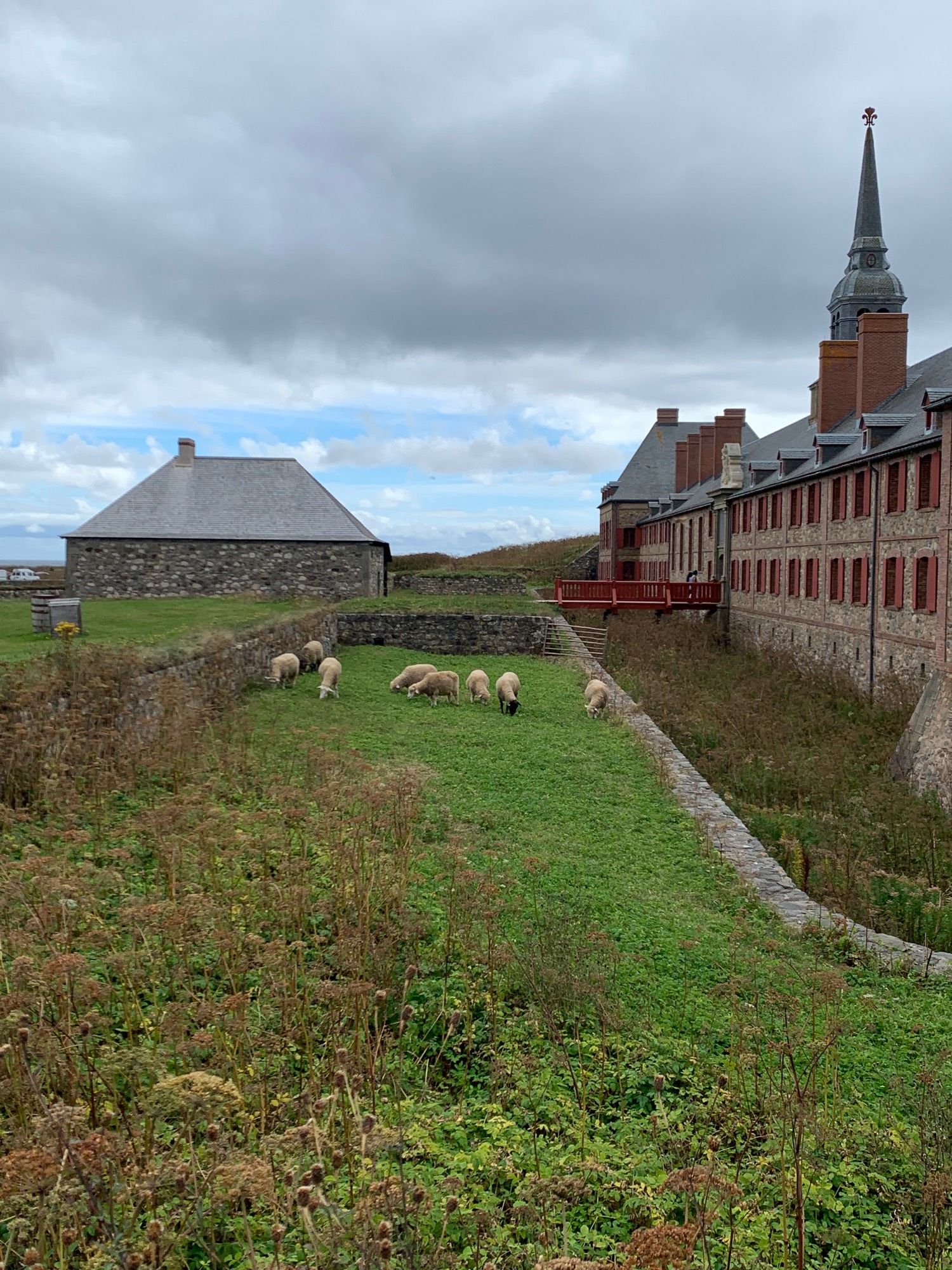 Sheep near The King’s Bastion at the Fortress of Louisbourg.