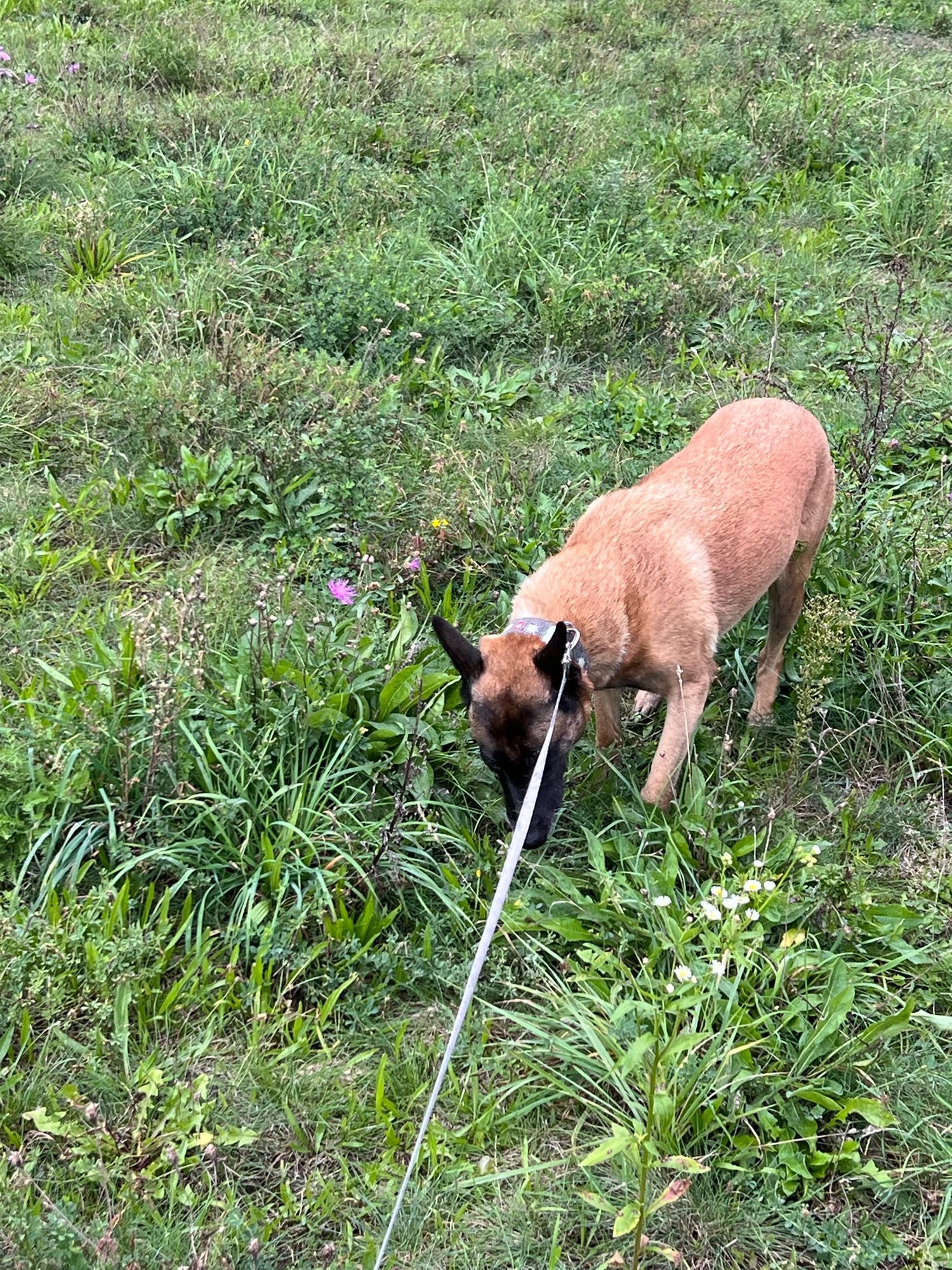 Hündin Luna an der Leine während der Gassi-Runde. Sie schnüffelt auf der Wiese ein Grasbüschel ab.