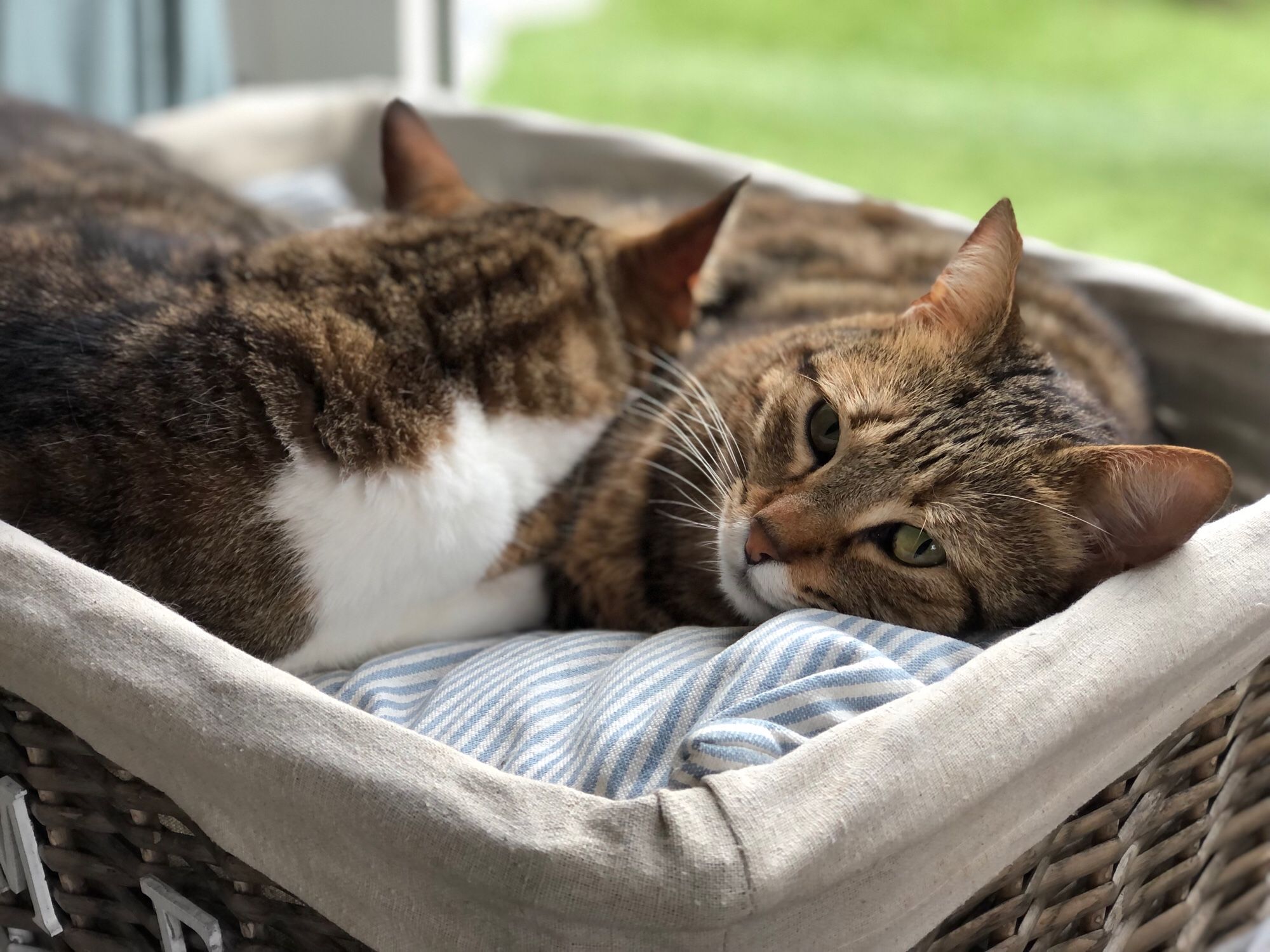 Two cats snuggling