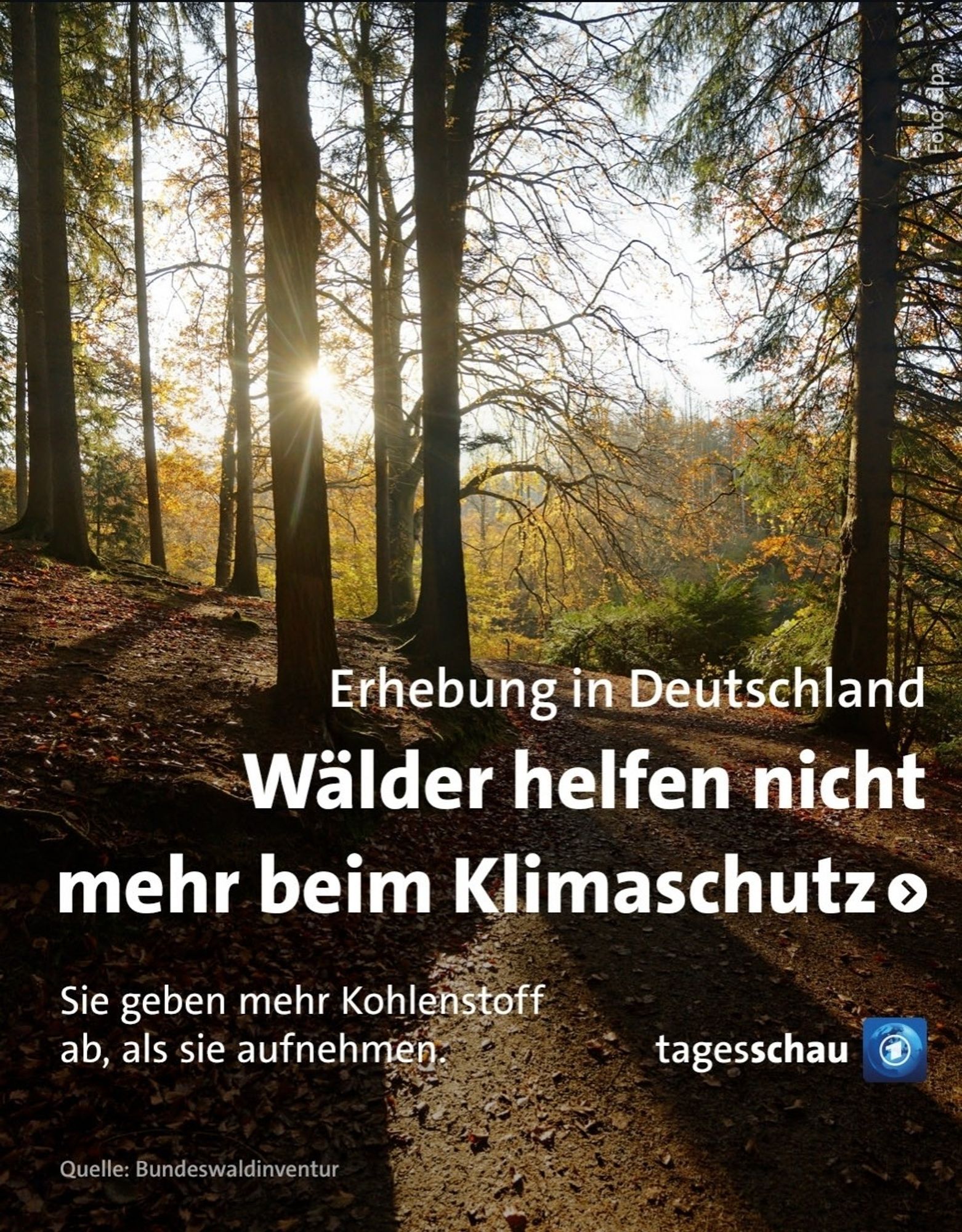 Tagesschau Screenshot über deutsche Wälder:

Erhebung in Deutschland Wälder helfen nicht
 mehr beim Klimaschutz
Sie geben mehr Kohlenstoff ab, als sie aufnehmen
 tagesschau