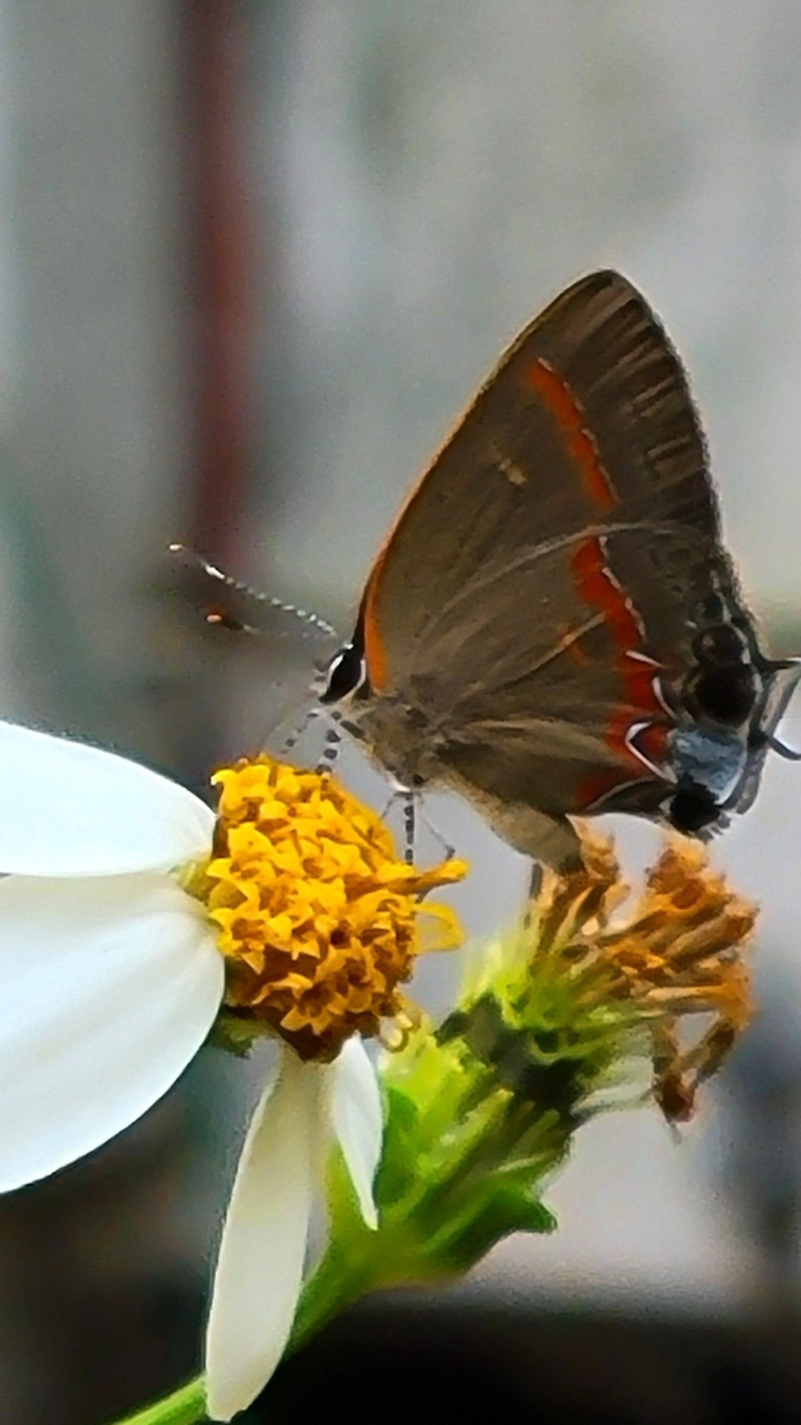 Soapberry hairstreak Gossamer-winged  on spanish needles. its tongue, antenne, and the cloaking mechanisms on the white cell end on both the fore and hindwing move confusing predators. The VW mark on the hindwing is also unique to this species.