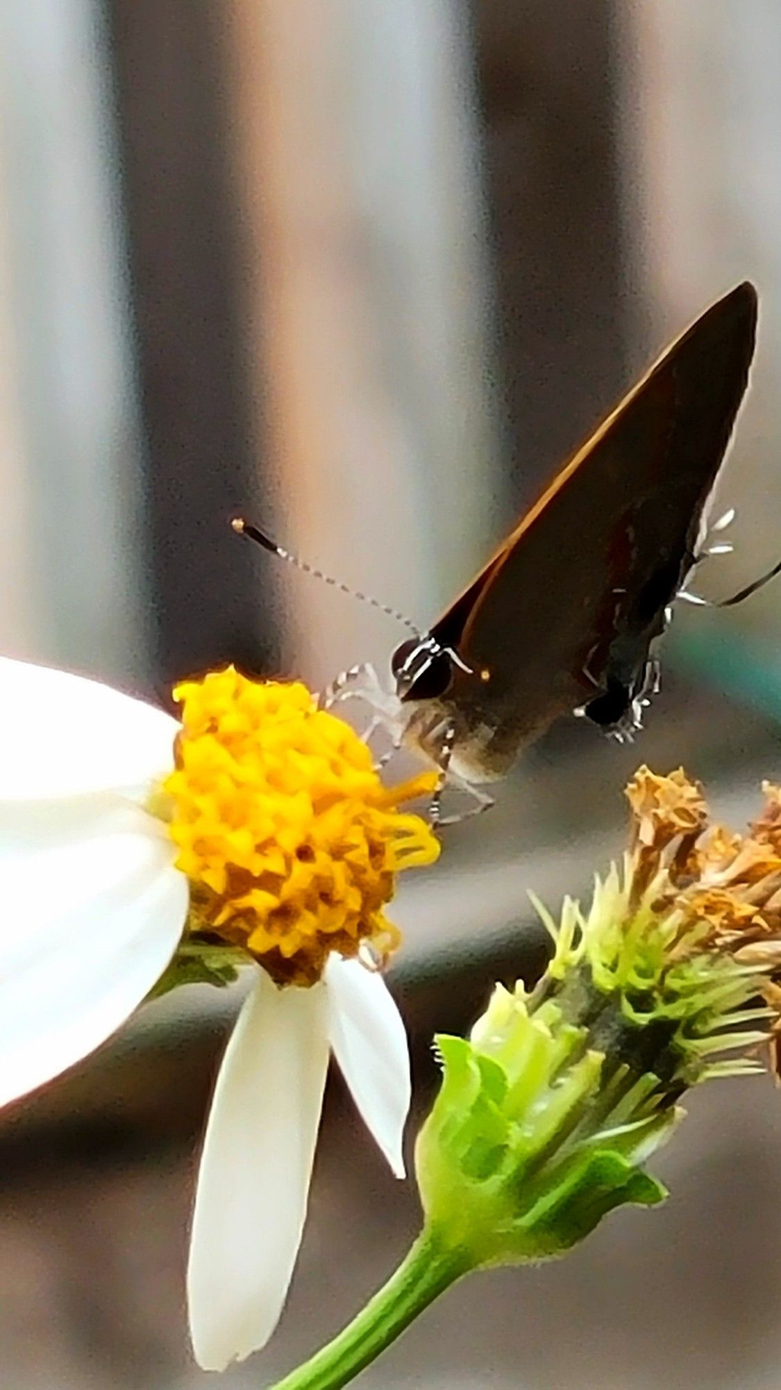 Soapberry hairstreak Gossamer-winged on spanish needles. its tongue, antenne, and the cloaking mechanisms on the white cell end on both the fore and hindwing move confusing predators. The VW mark on the hindwing is also unique to this species.