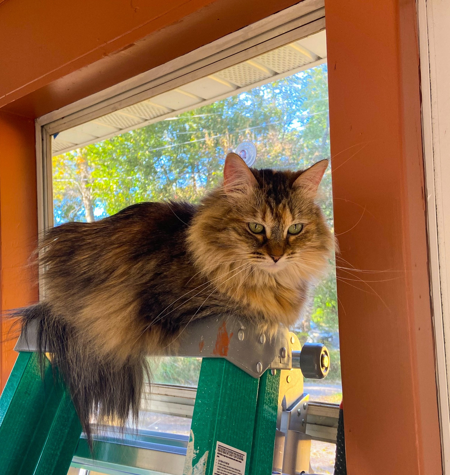 Torbie cat laying on a sun porch